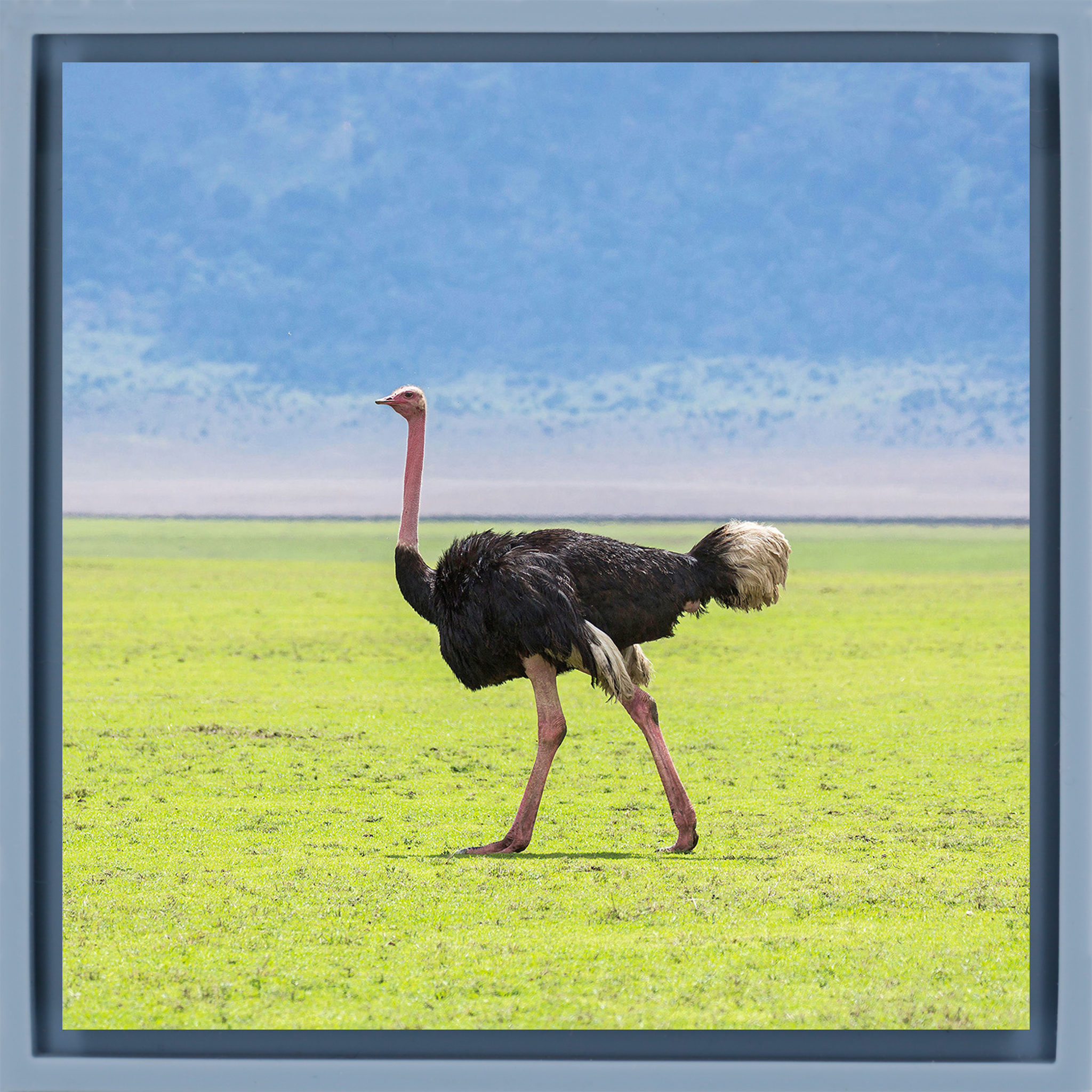 Ostrich - Light Blue Wrapp