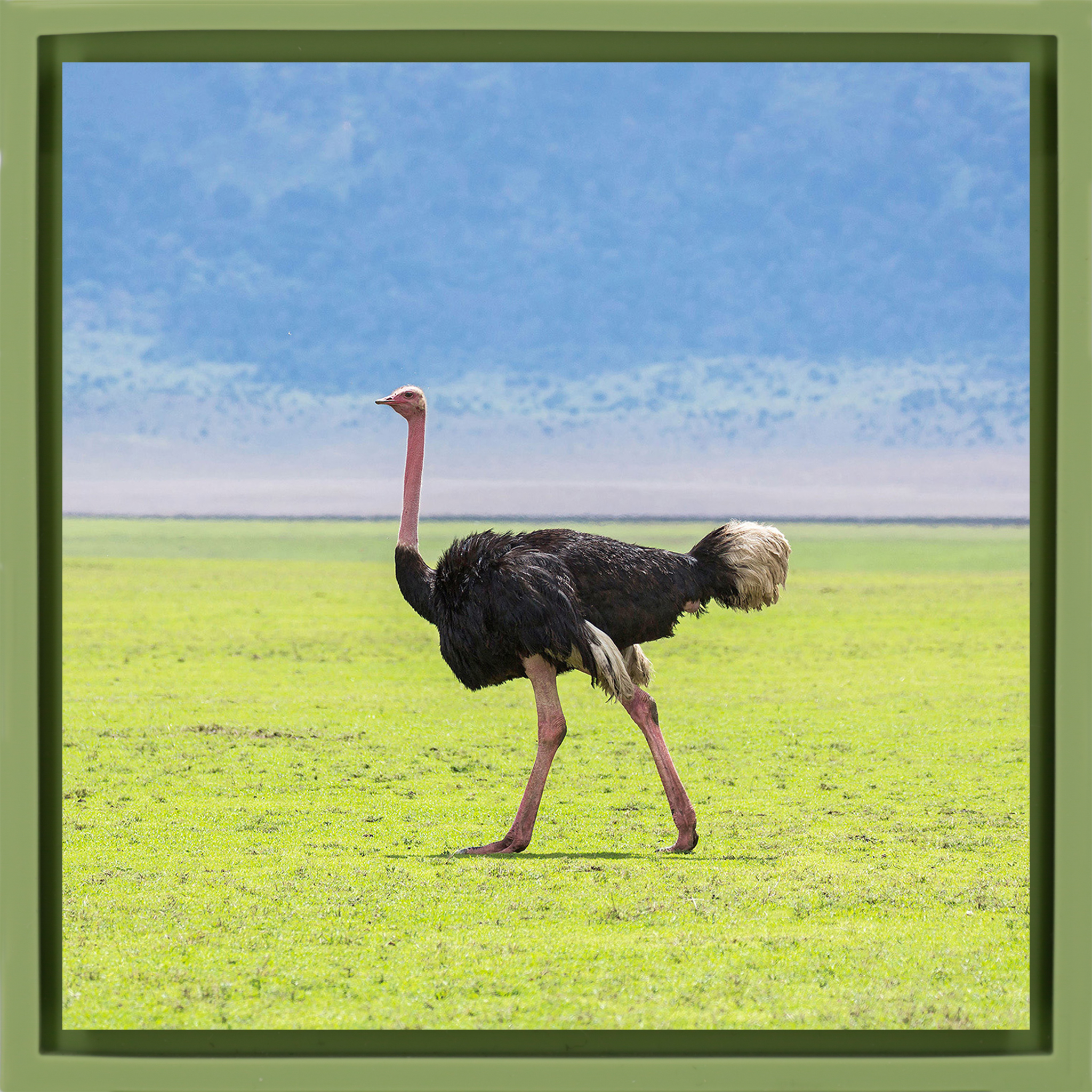 Ostrich - Light Green Wrapp