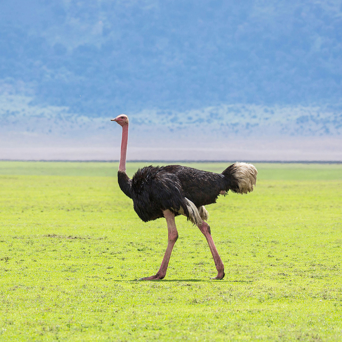 Ostrich - Kollektion: Tansania