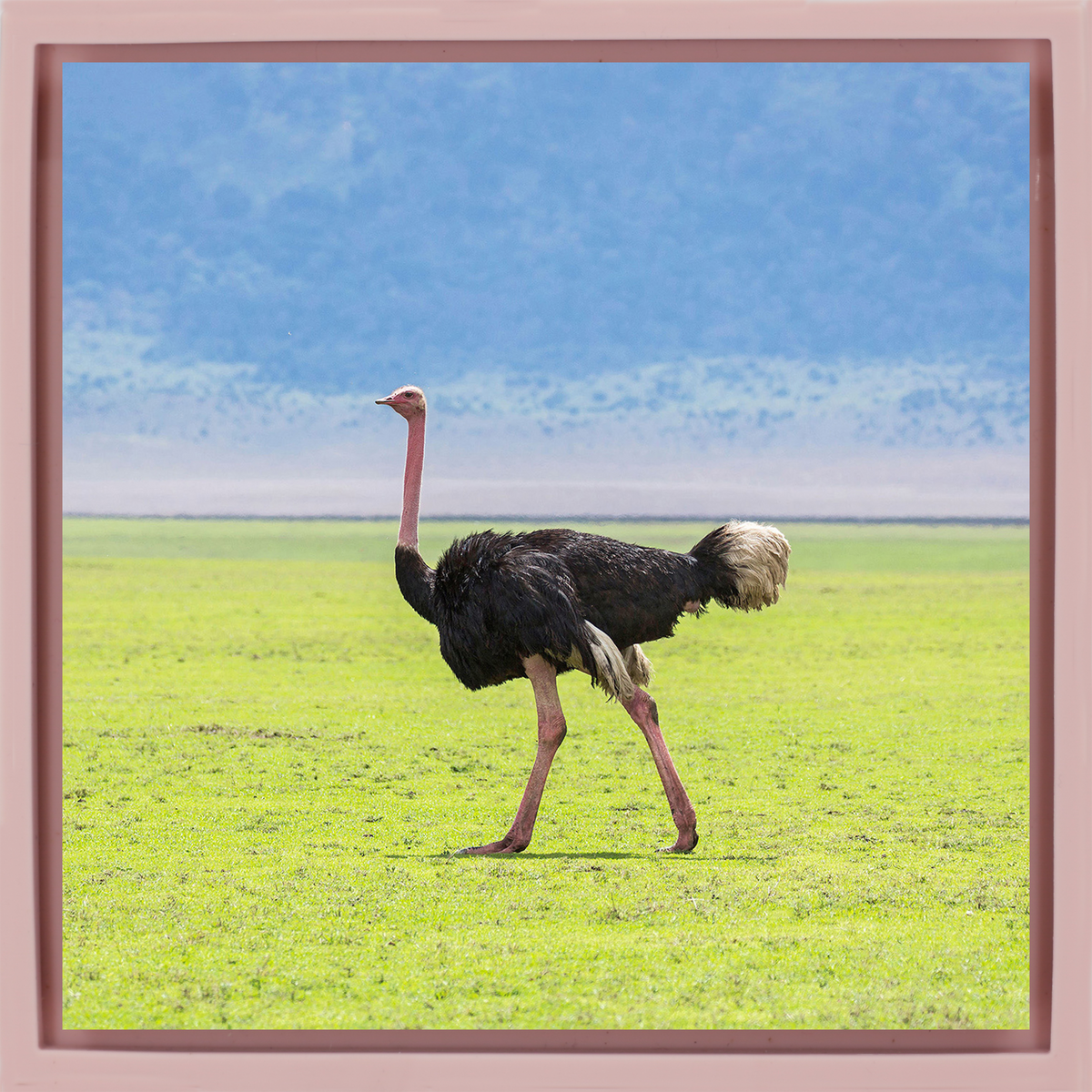 Ostrich