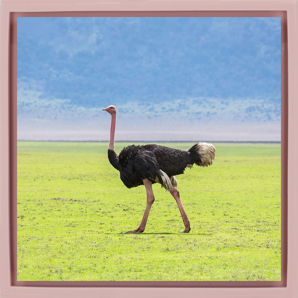 Ostrich - Roze Wrapp