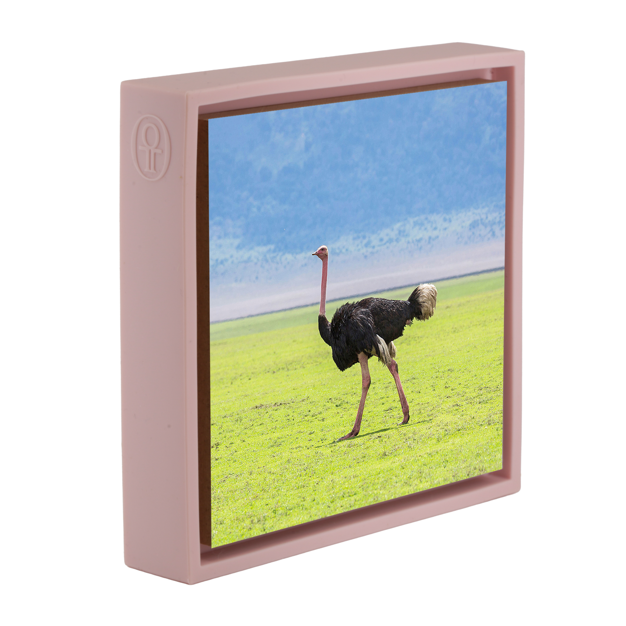 Ostrich - Pink Wrapp