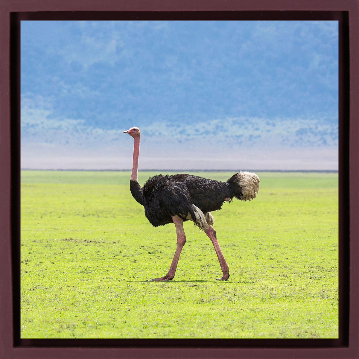 Ostrich