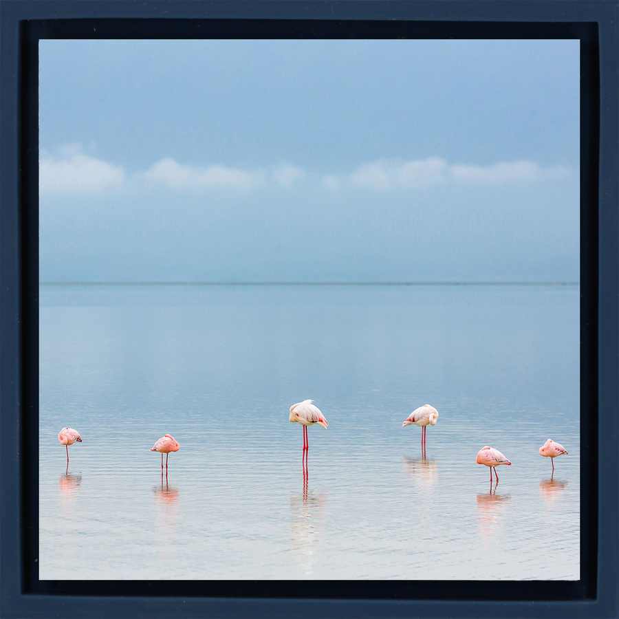 Flamengos - Dark Blue Wrapp