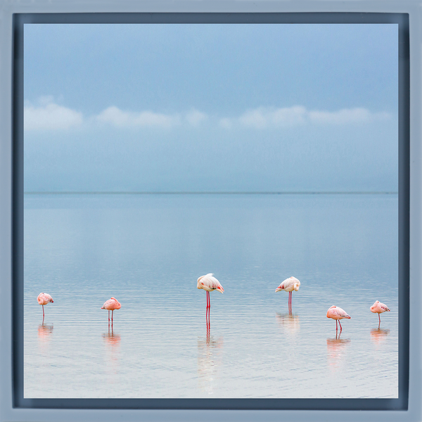 Flamengos - Light Blue Wrapp