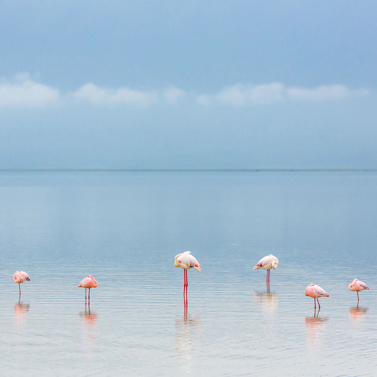 Flamingos - Kollektion: Tansania