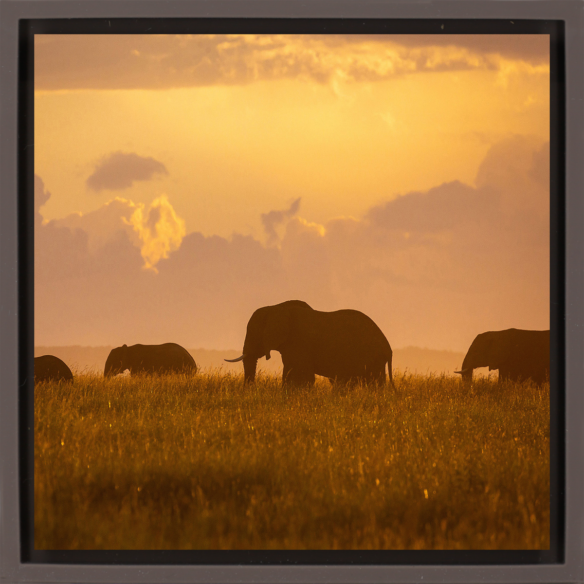 Orange Elephants