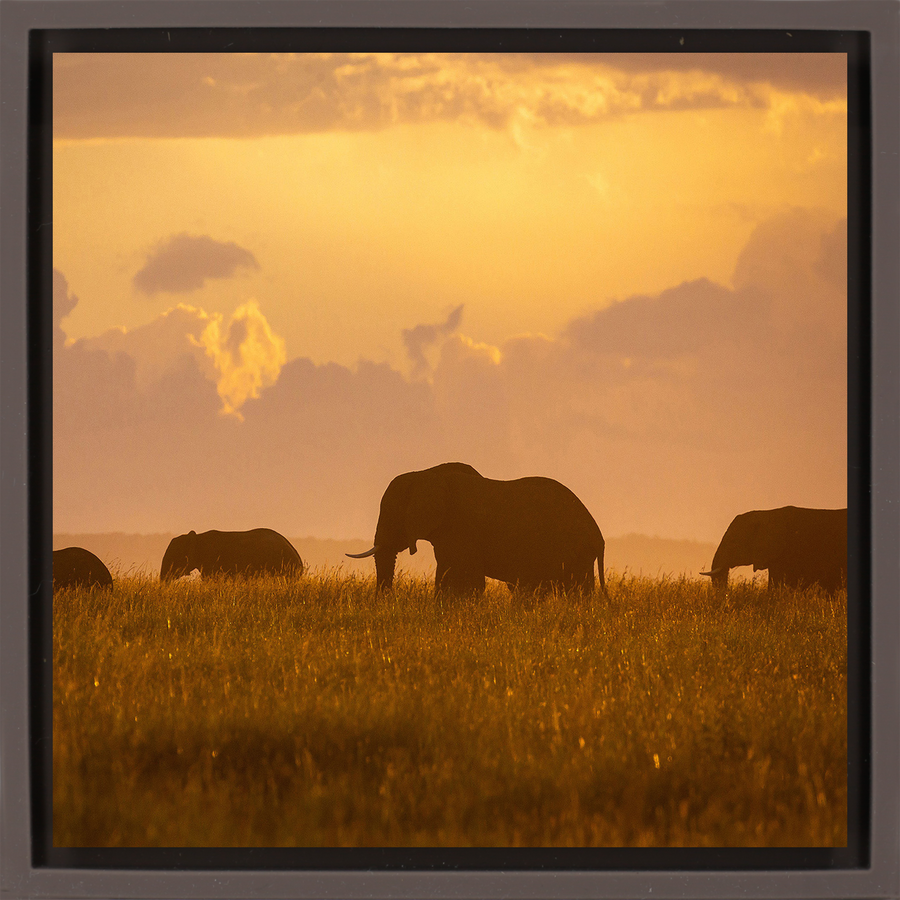 Orange Elephants - Bruine Wrapp