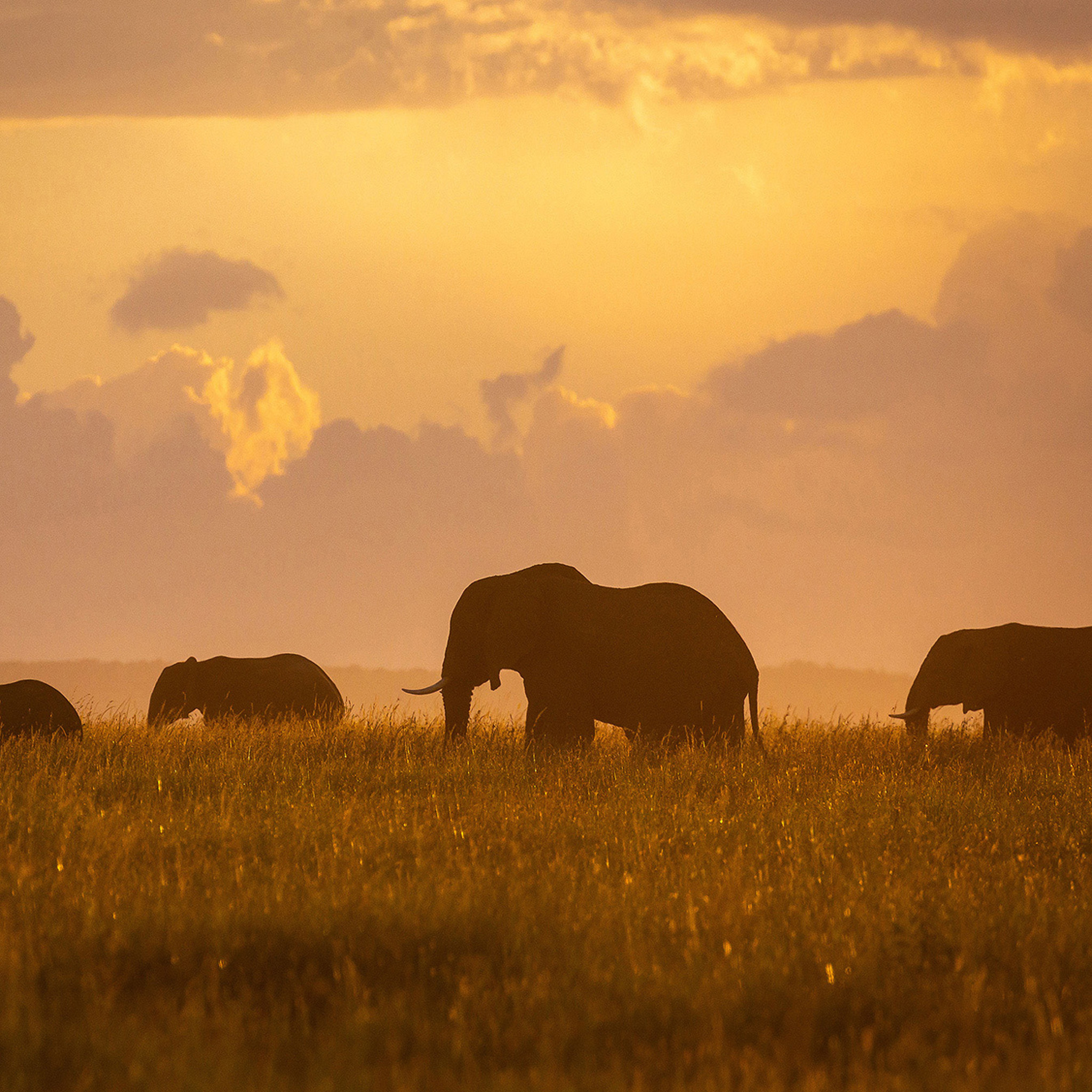 Orange Elephants - Collection: Tanzania
