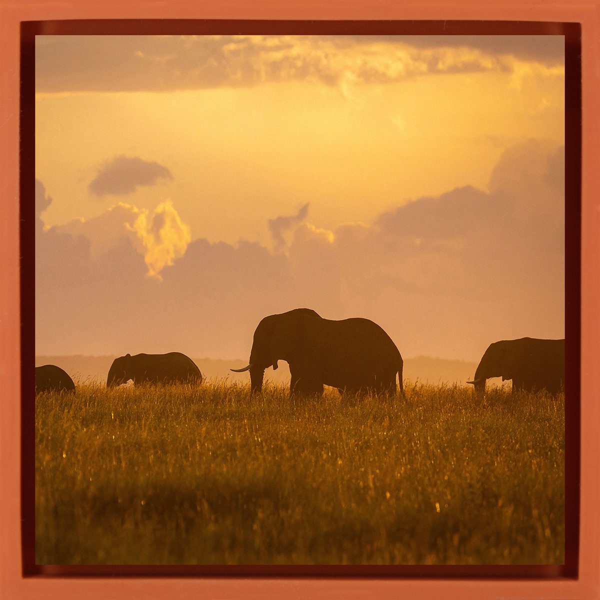 Orange Elephants