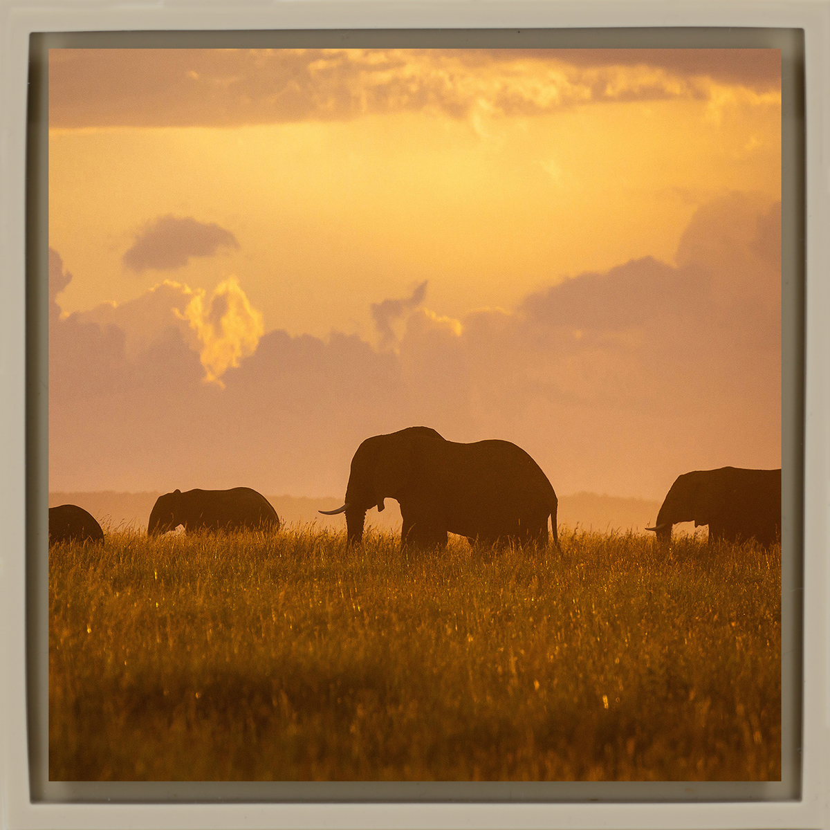 Orange Elephants