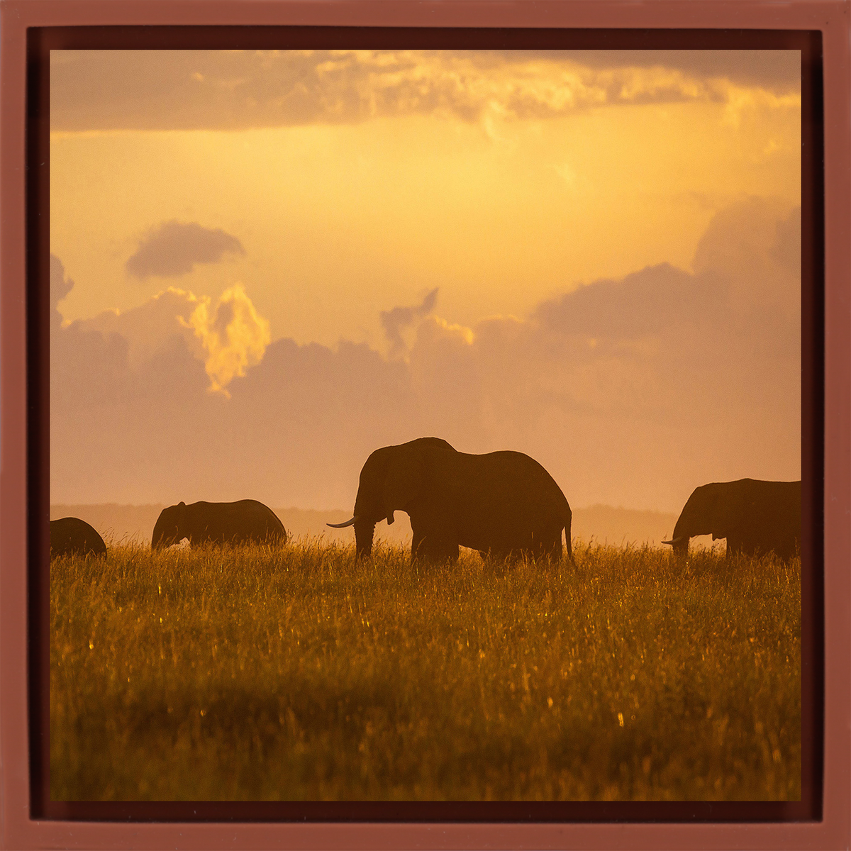 Orange Elephants