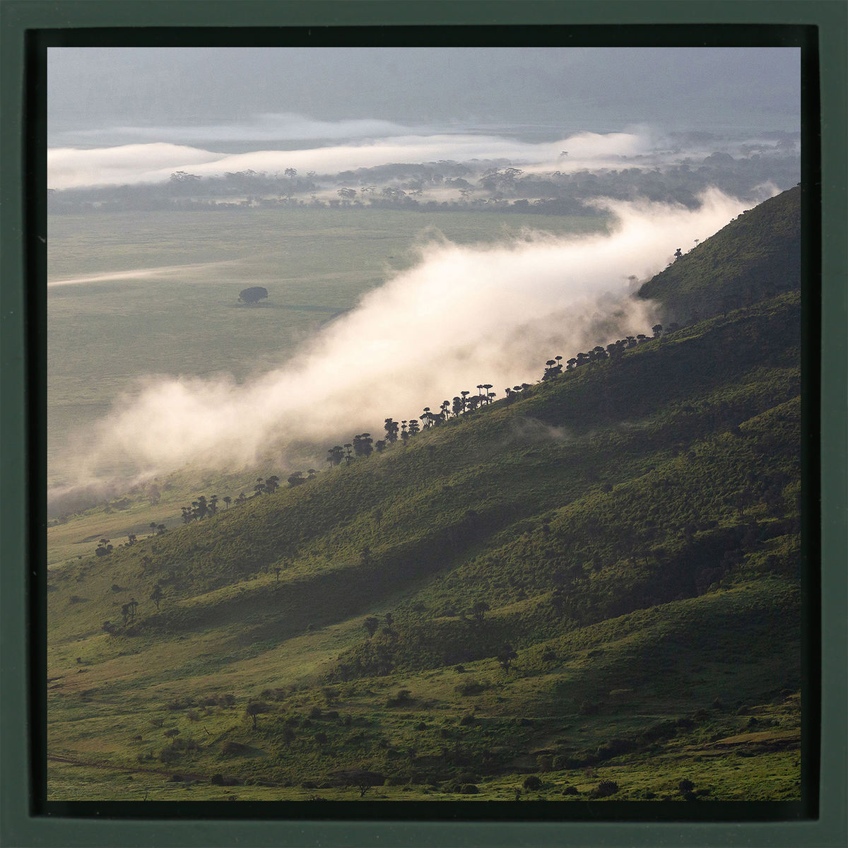 Foggy Hill