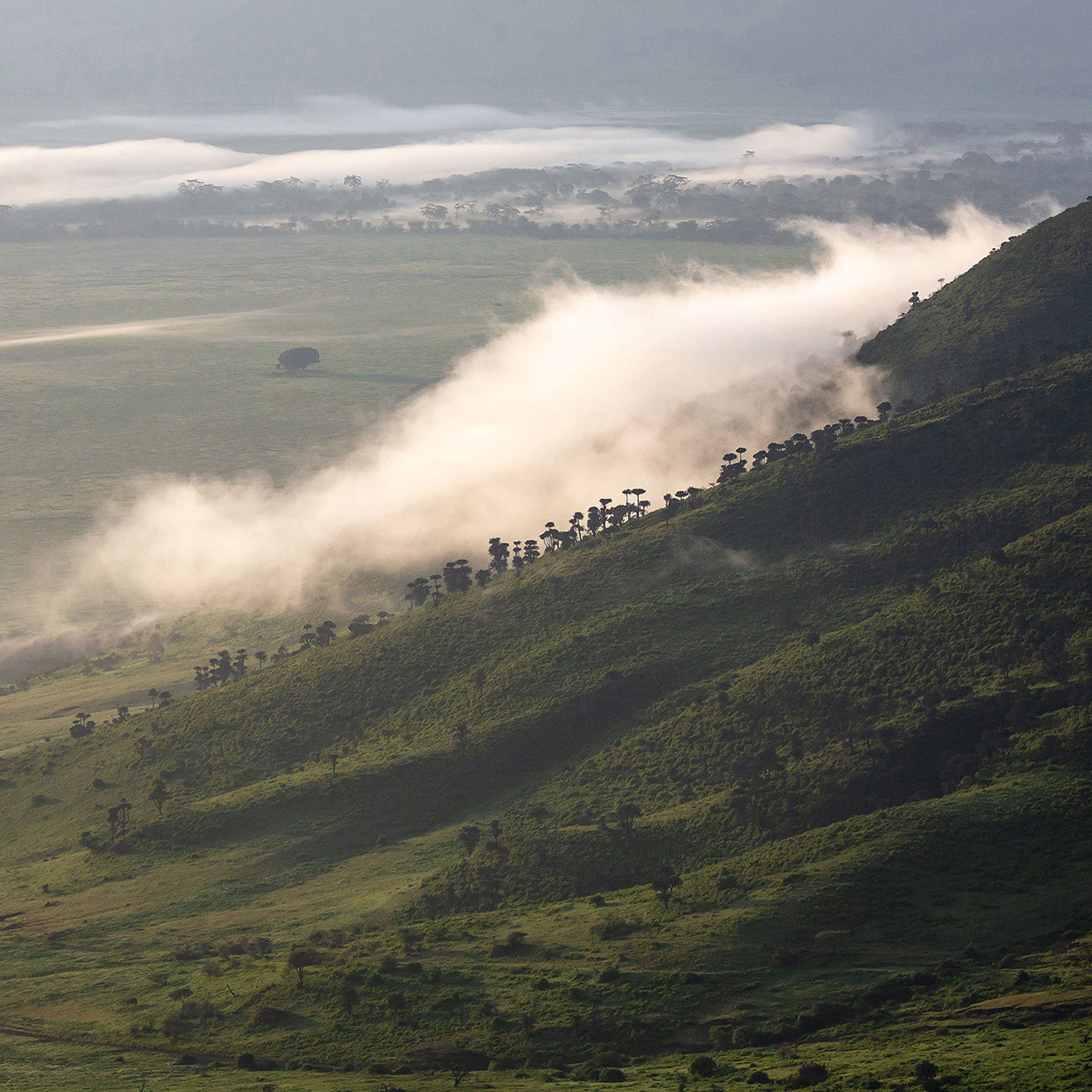 Foggy Hill - Collection: Tanzania