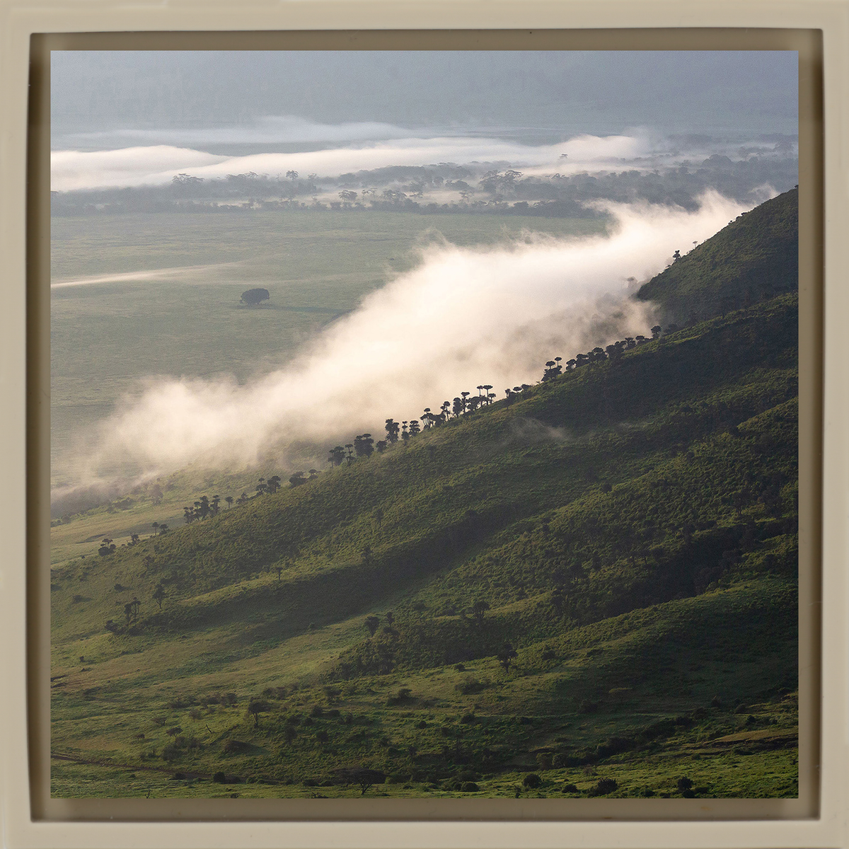 Foggy Hill