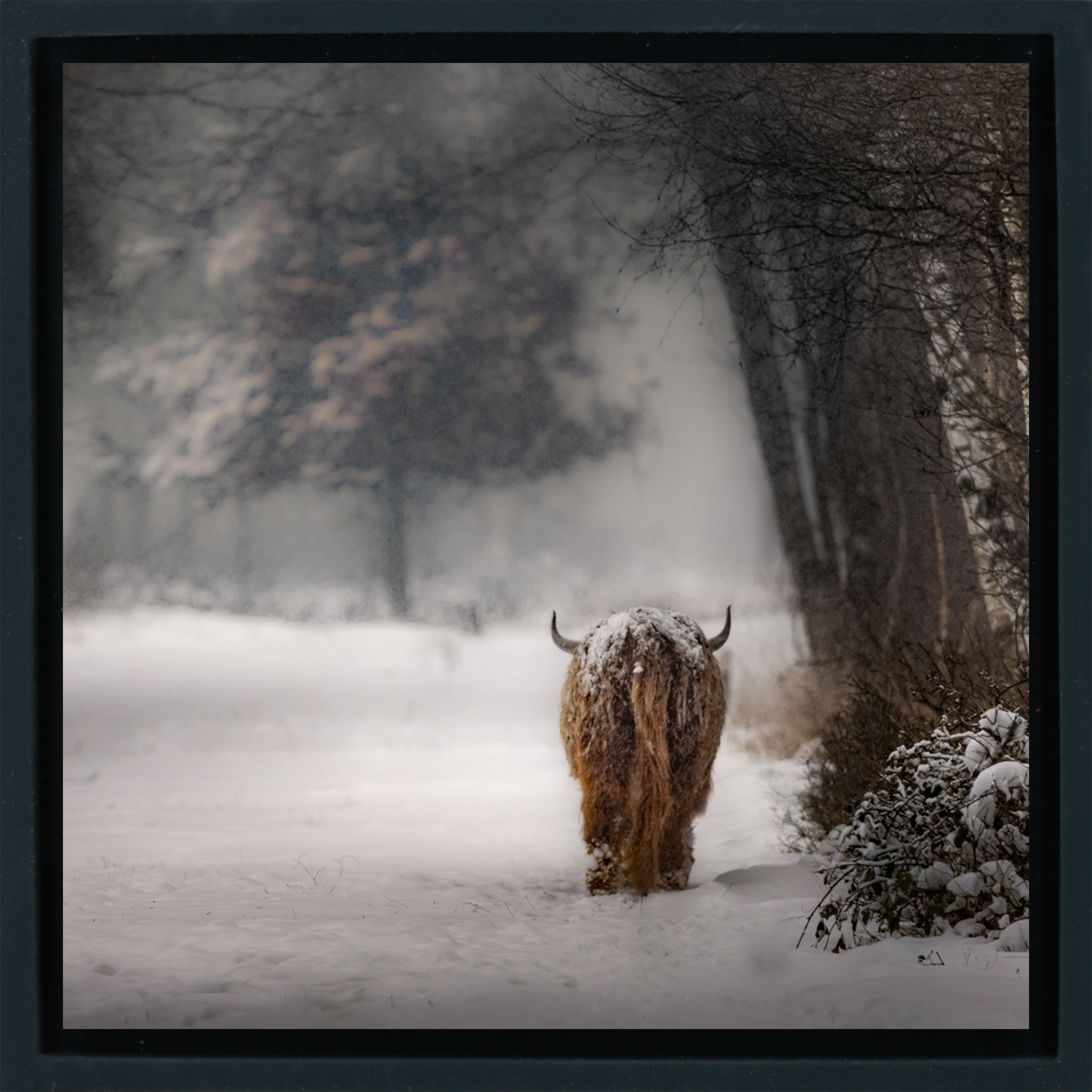 Highlander - Zwarte Wrapp