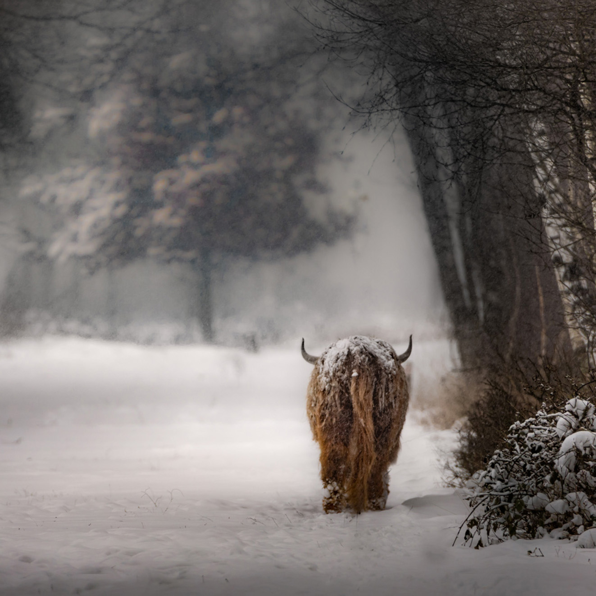 Highlander- Collection: The Netherlands