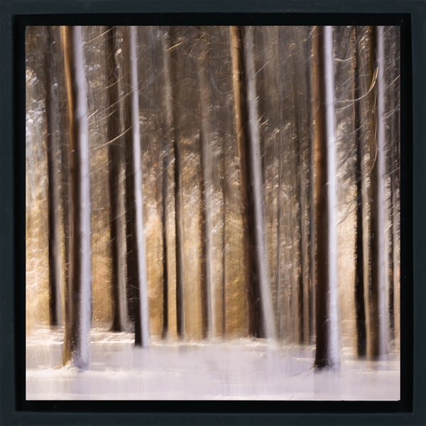 Sunlit Forest in Snow - Schwarze Wrapp