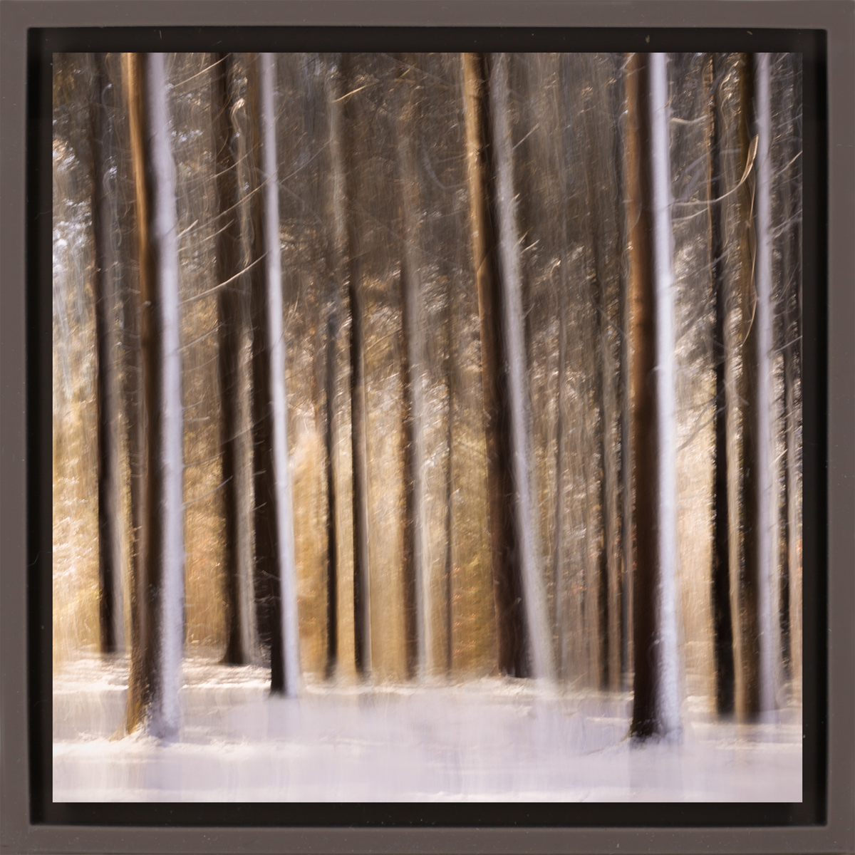 Sunlit Forest in Snow