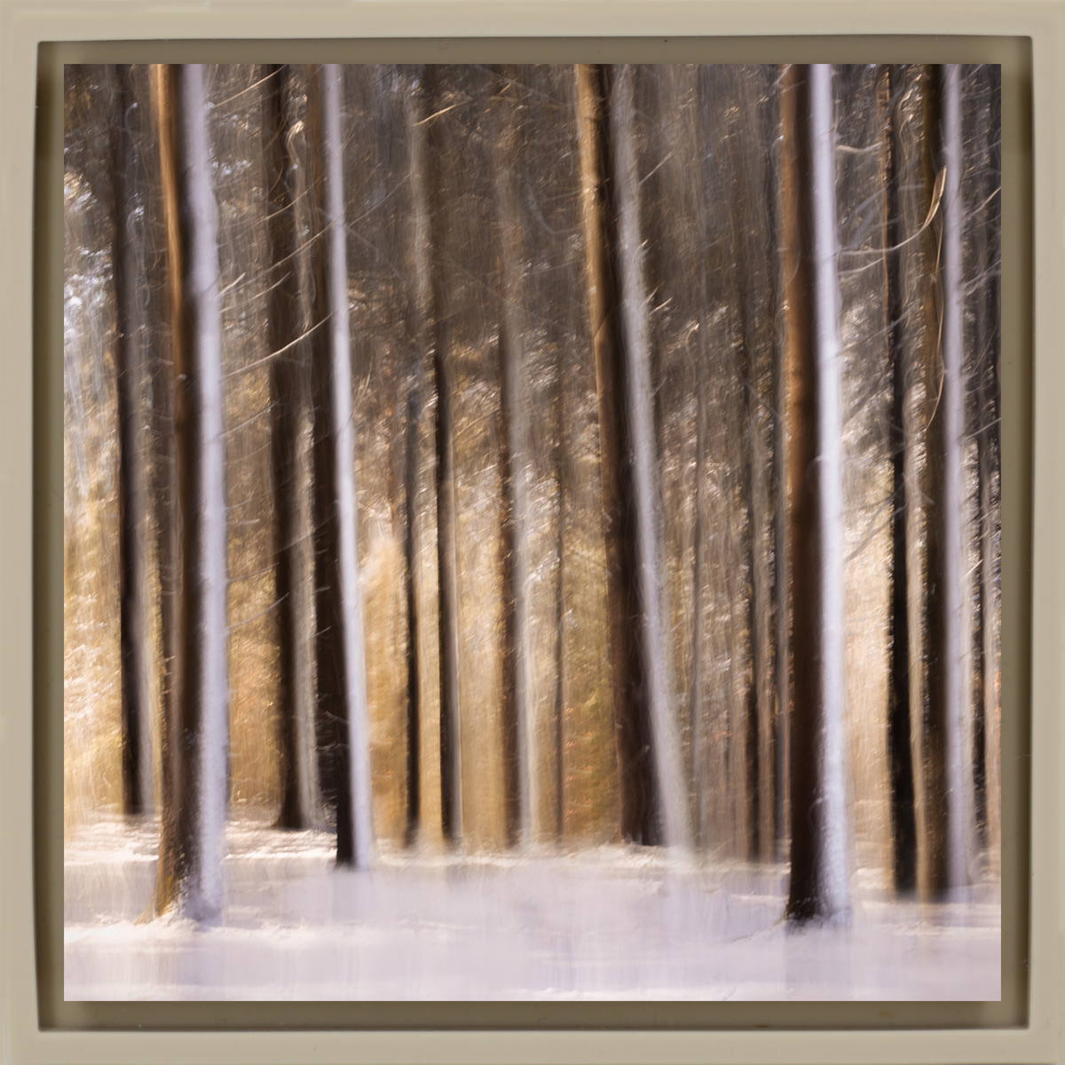 Sunlit Forest in Snow