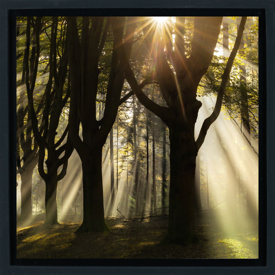 God Rays - Black Wrapp