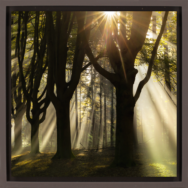 God Rays - Brown Wrapp