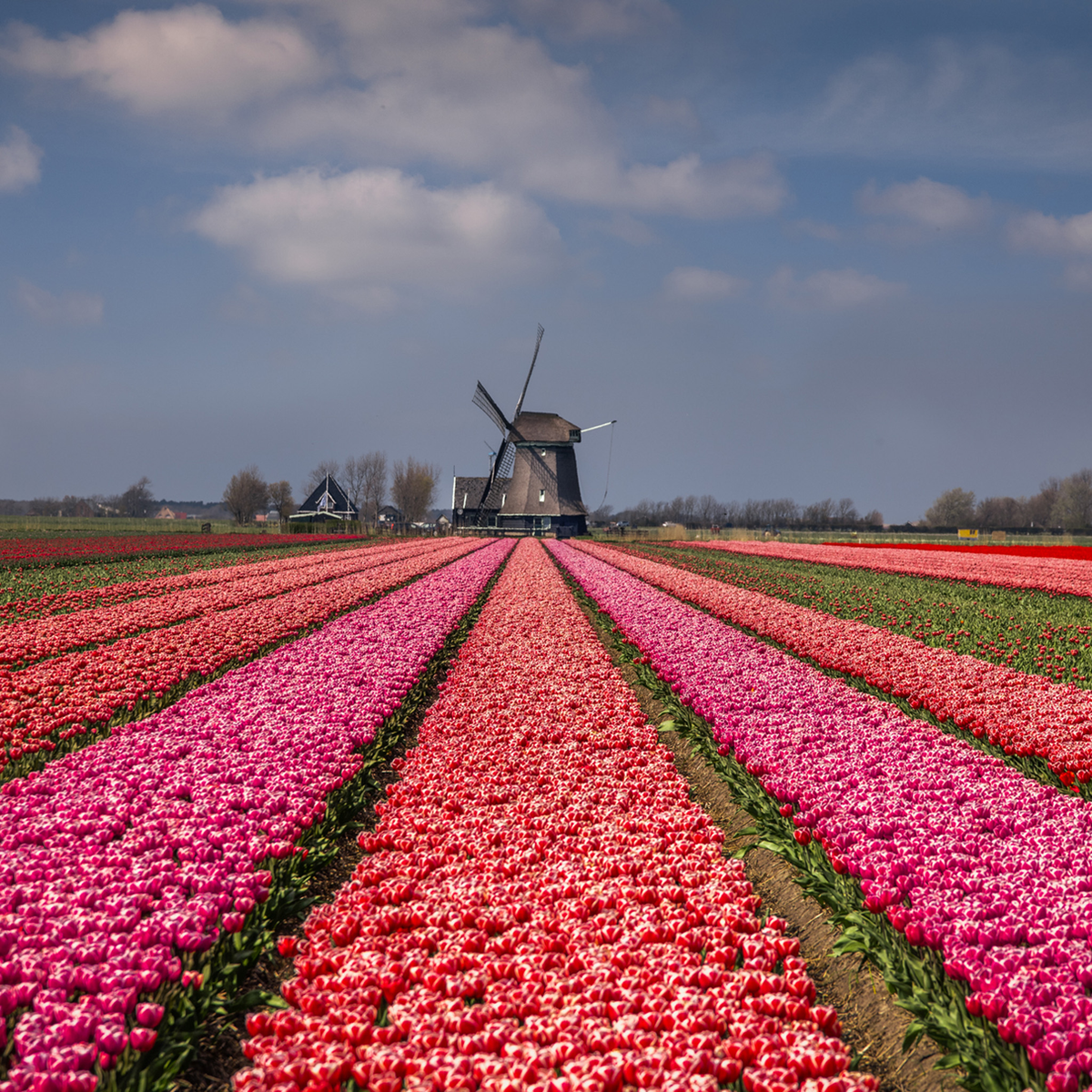 Wonderfully Dutch