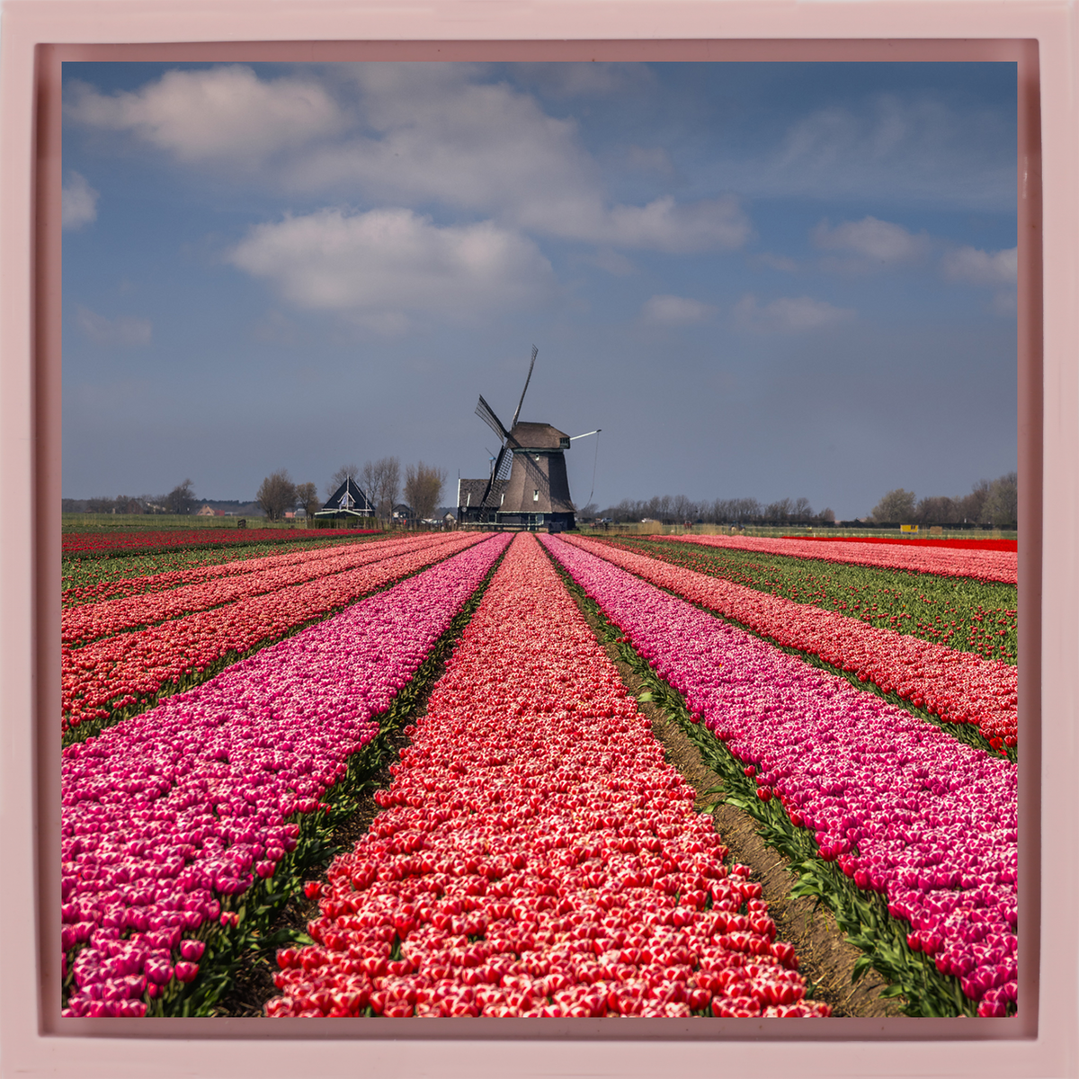 Wonderfully Dutch