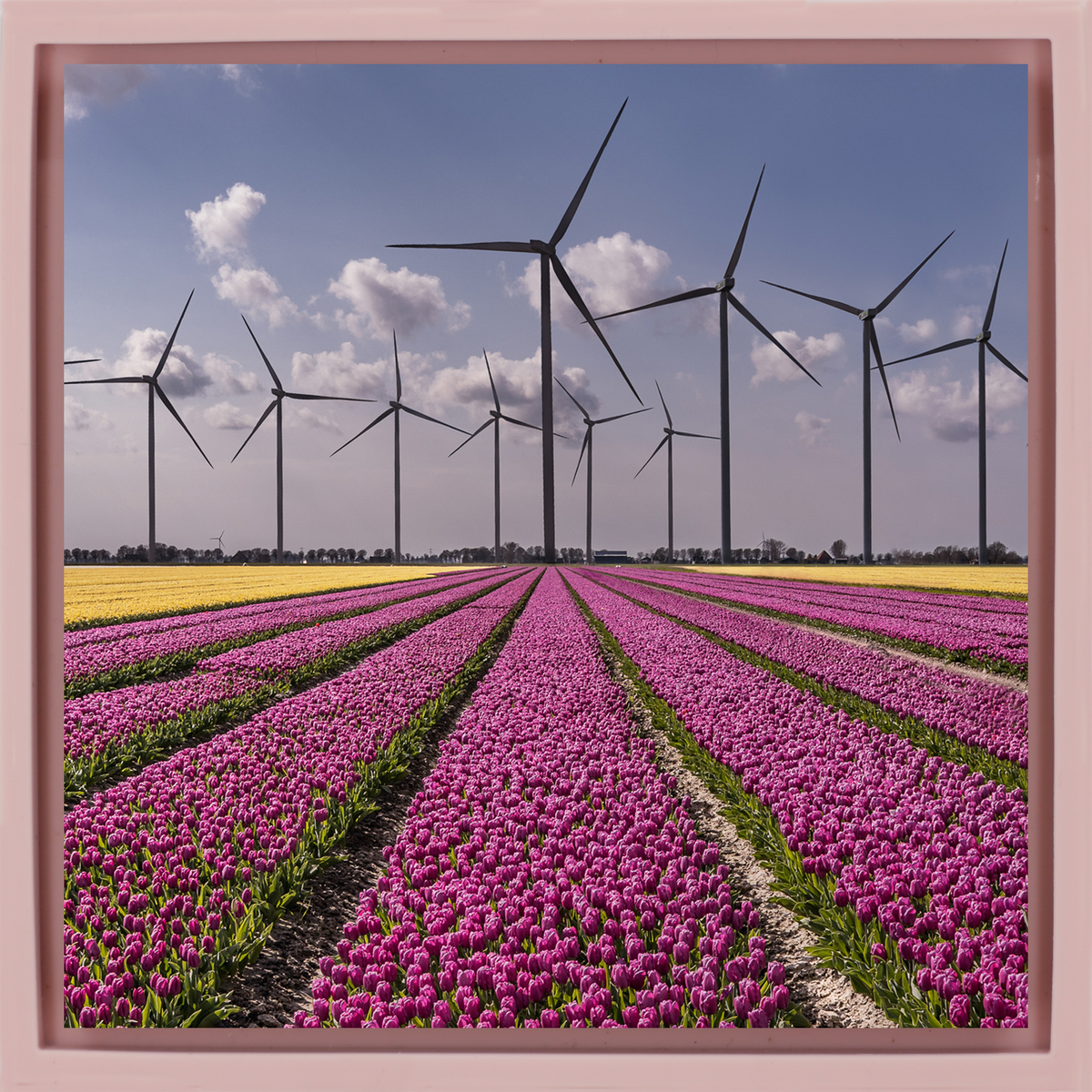 New Dutch Landscape
