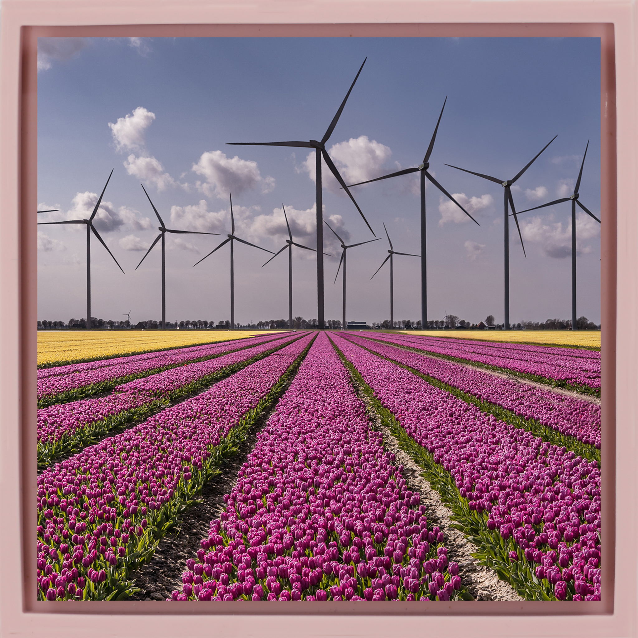 New Dutch Landscape - Roze Wrapp