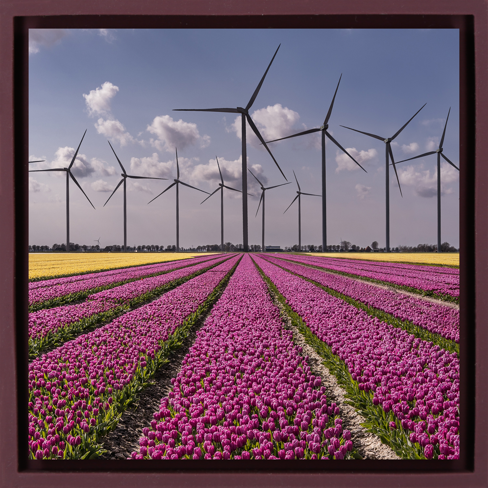 New Dutch Landscape - Paarse Wrapp