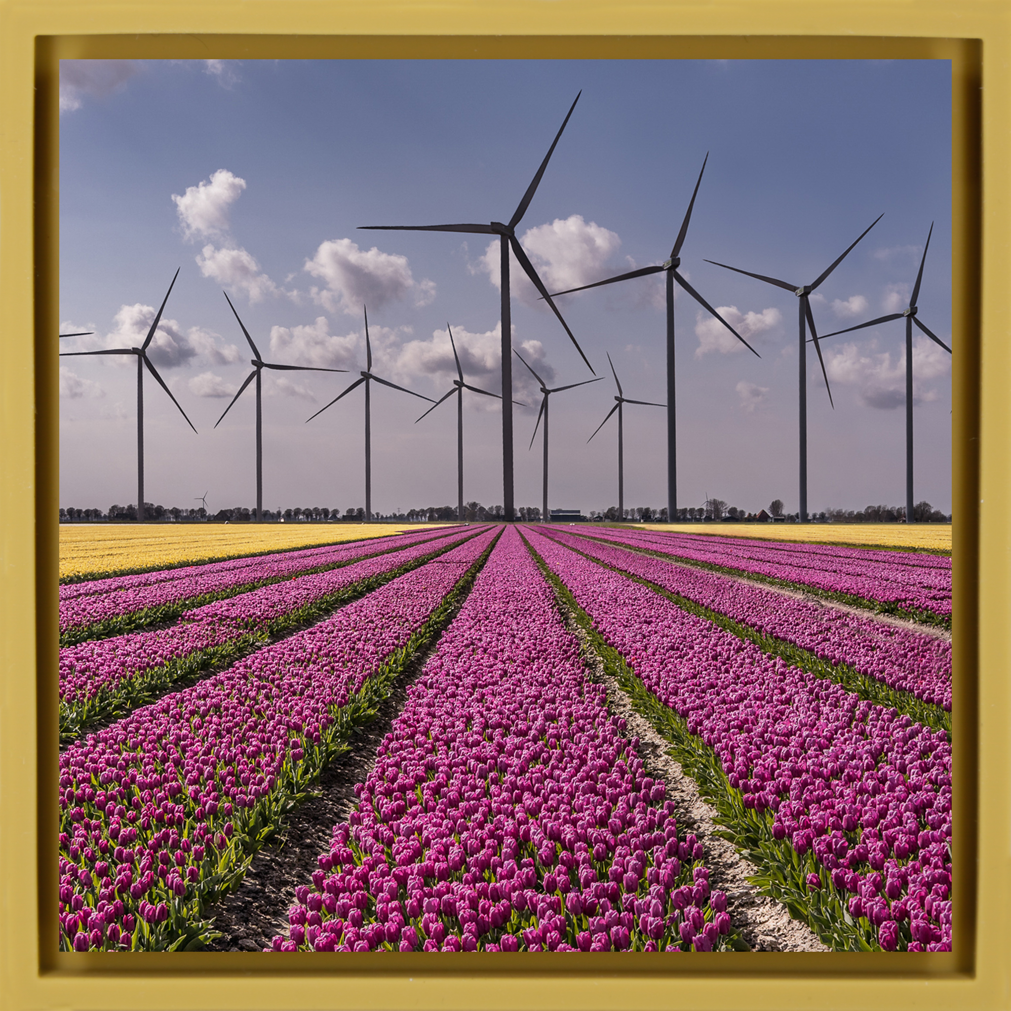 New Dutch Landscape - Gele Wrapp