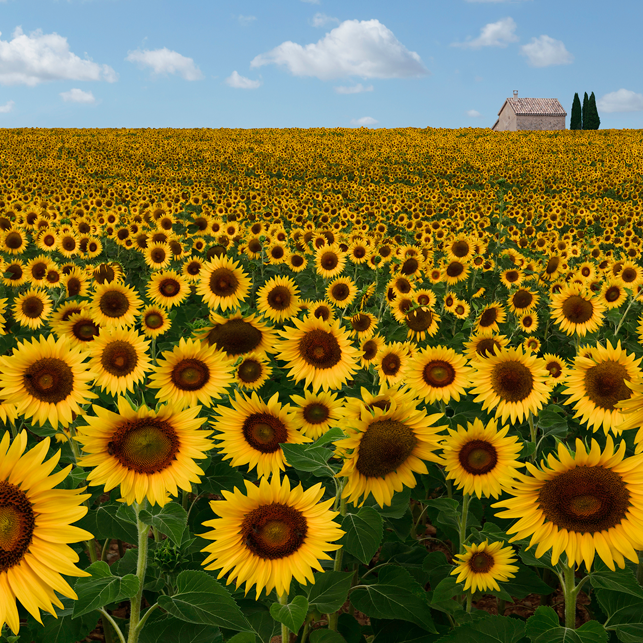 Le Beau Soleil- Collection: France