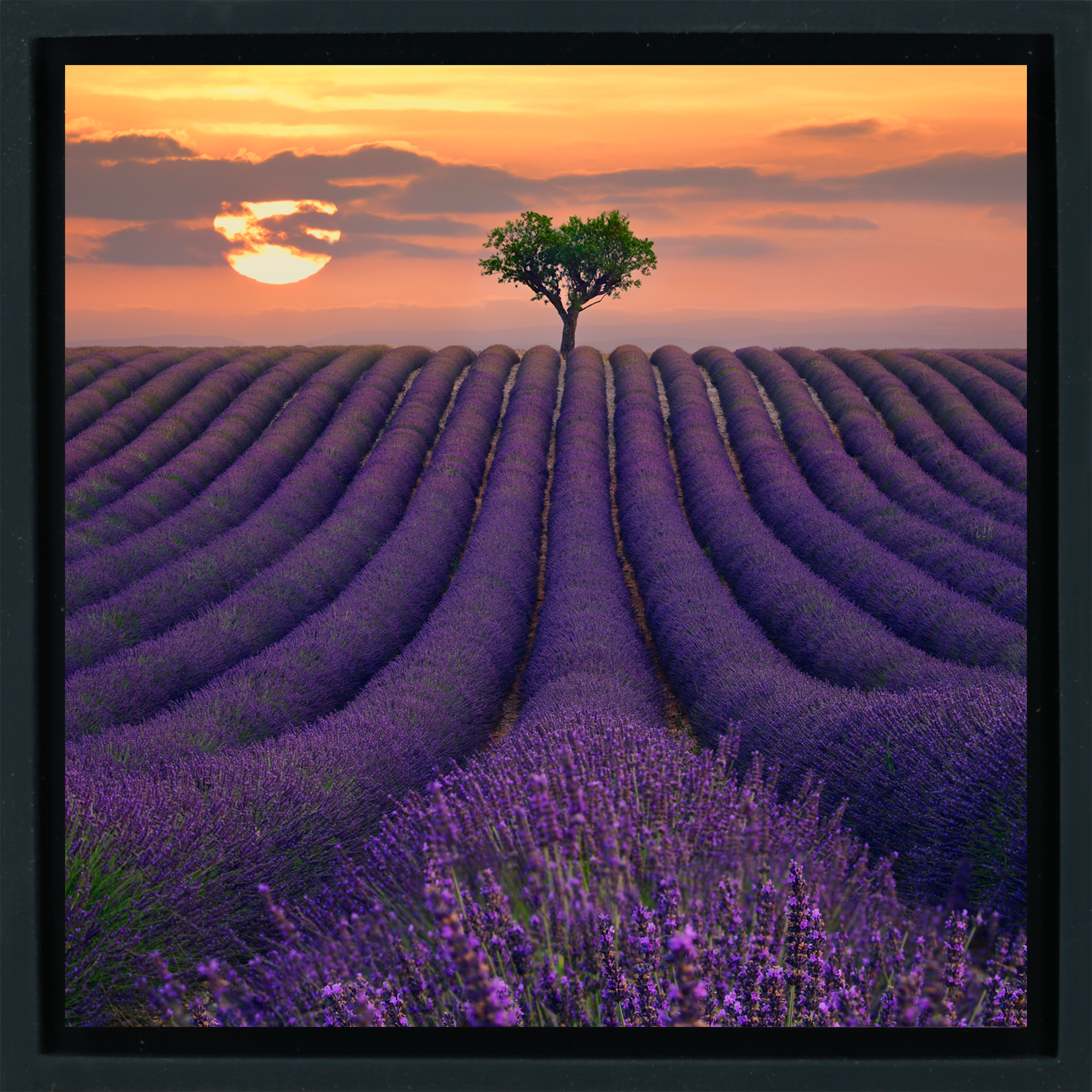 For the Love of Lavender - Zwarte Wrapp