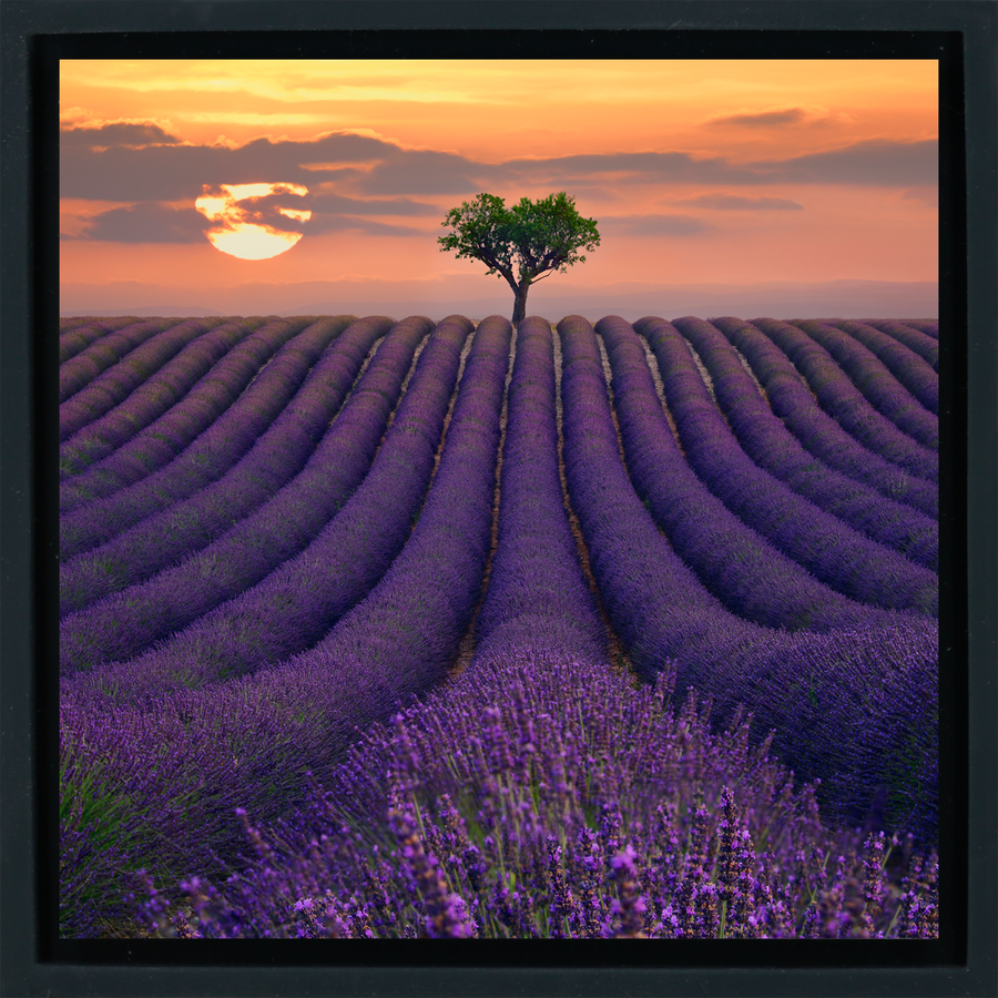 For the Love of Lavender - Black Wrapp