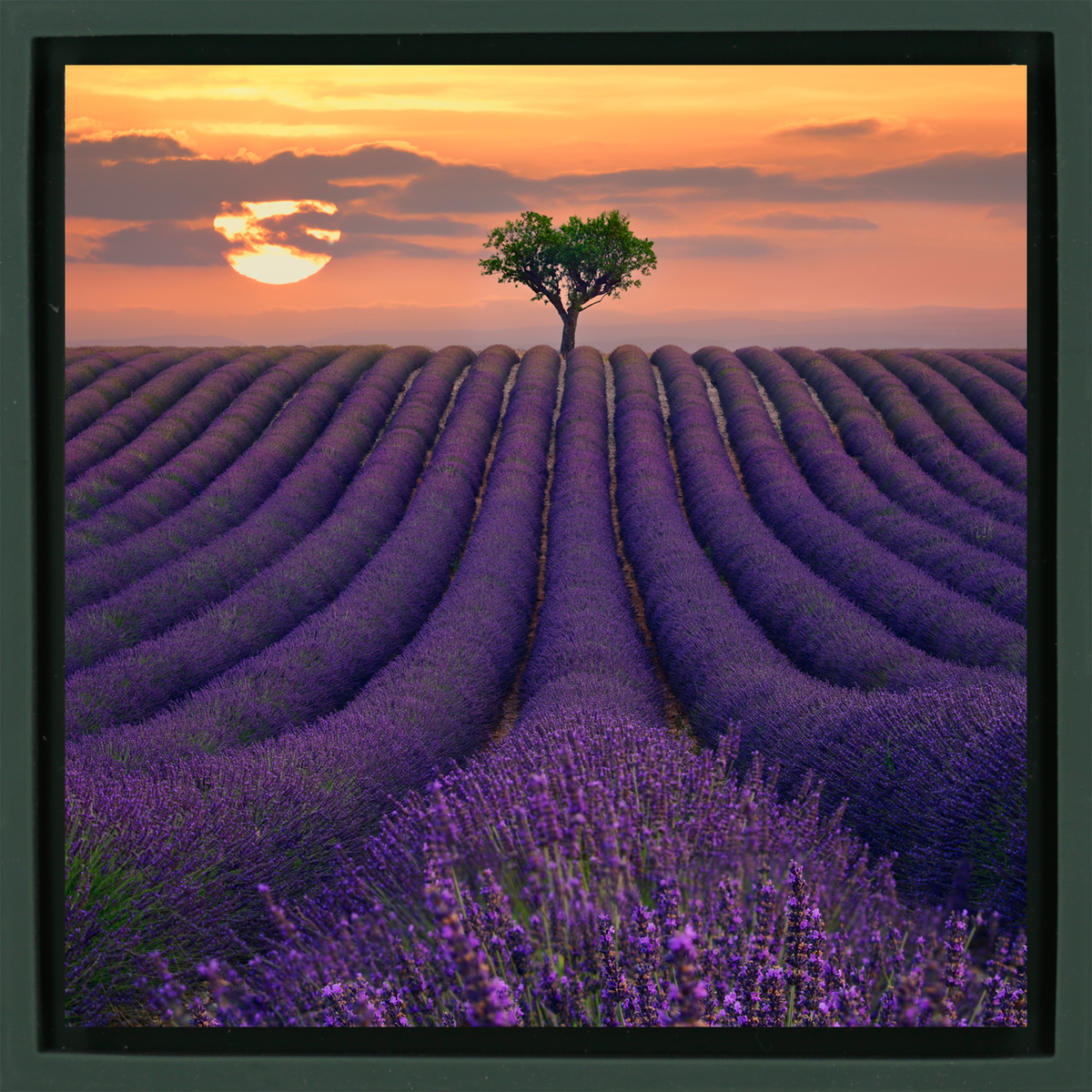 For the Love of Lavender