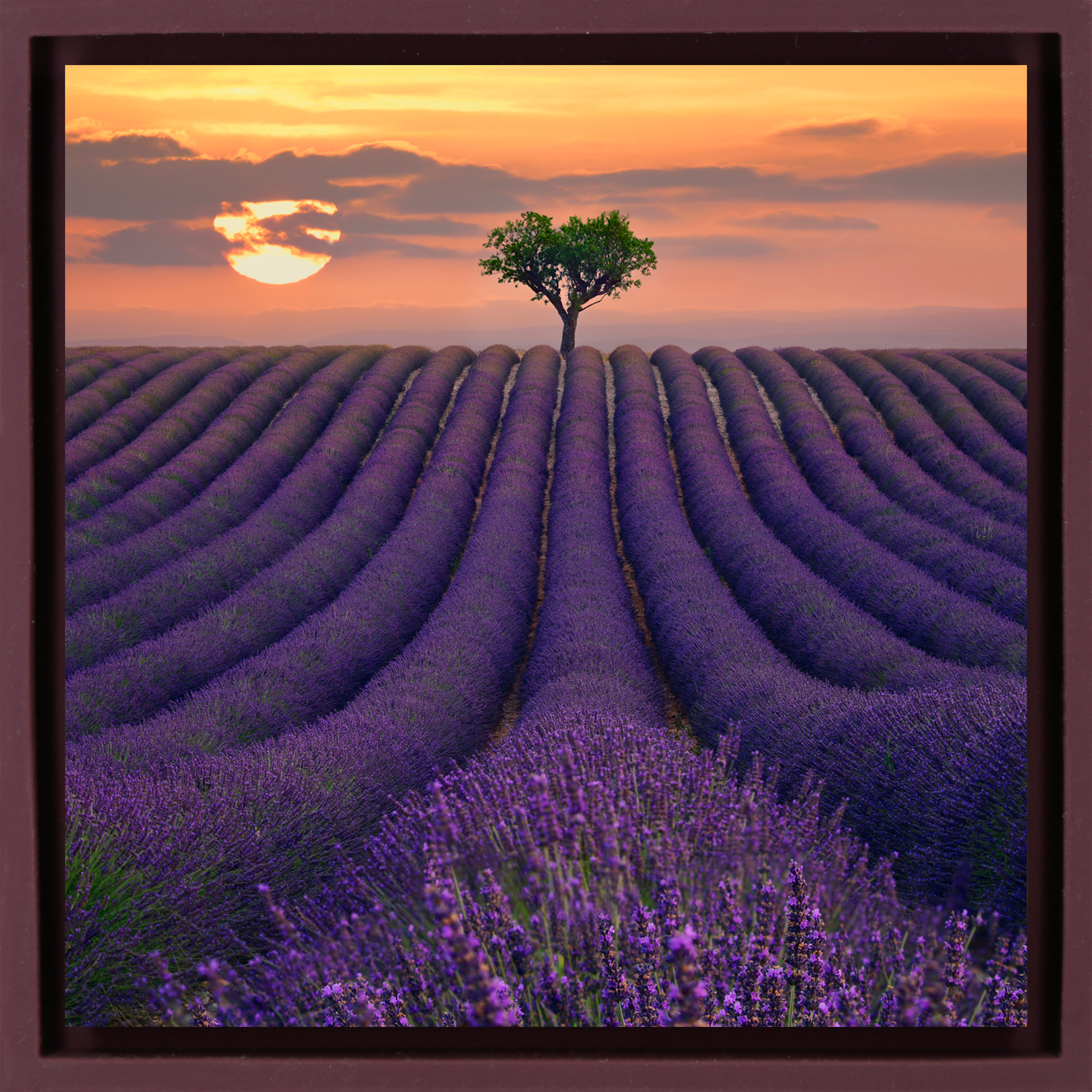 For the Love of Lavender - Paarse Wrapp