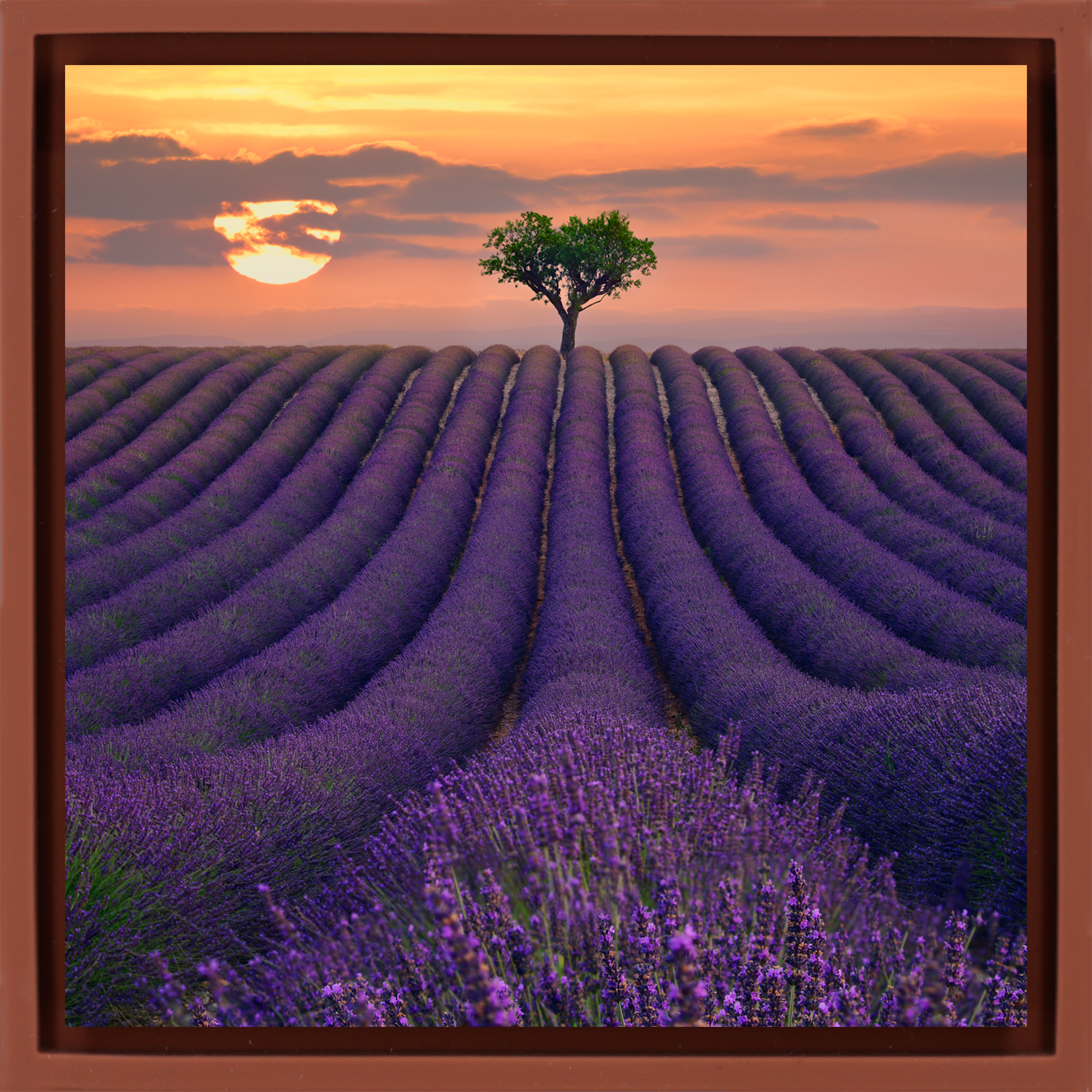 For the Love of Lavender - Terra Wrapp
