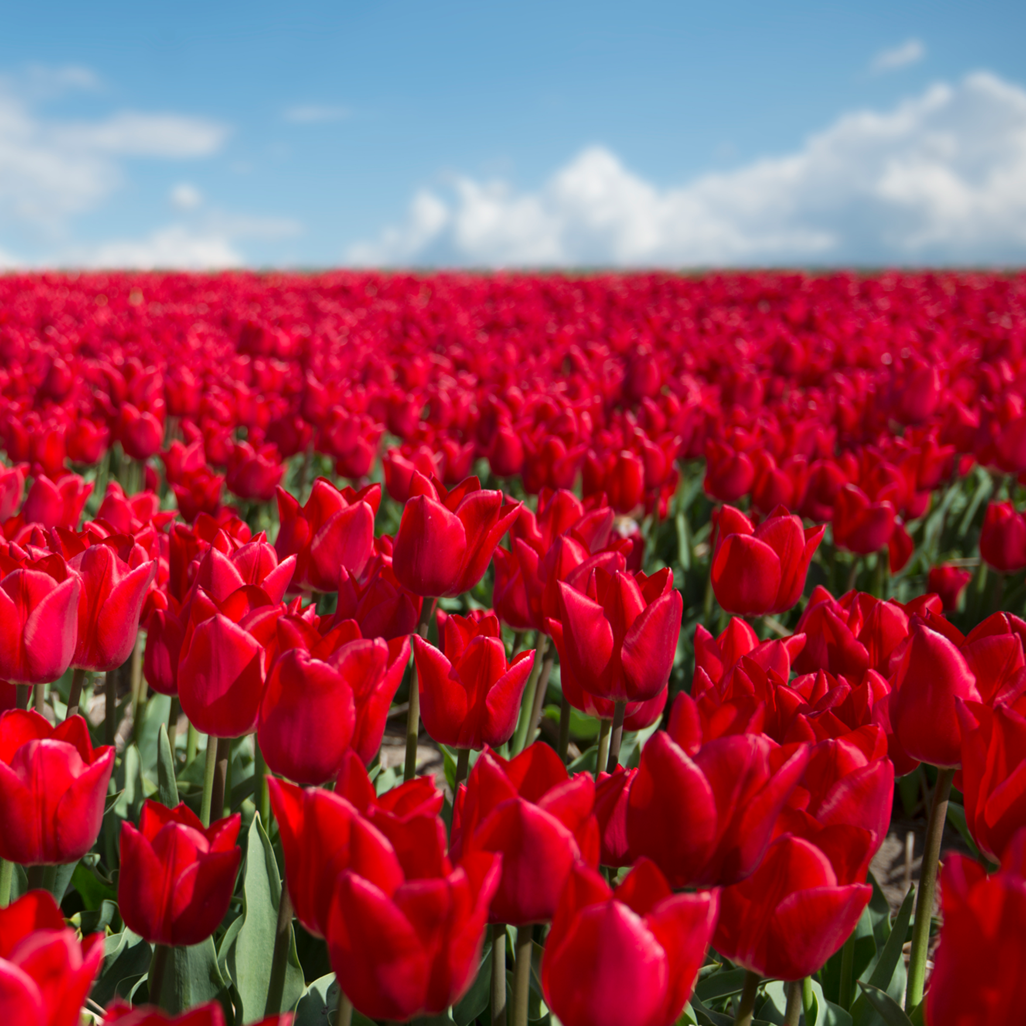 Infinite Red - Collectie: Frankrijk
