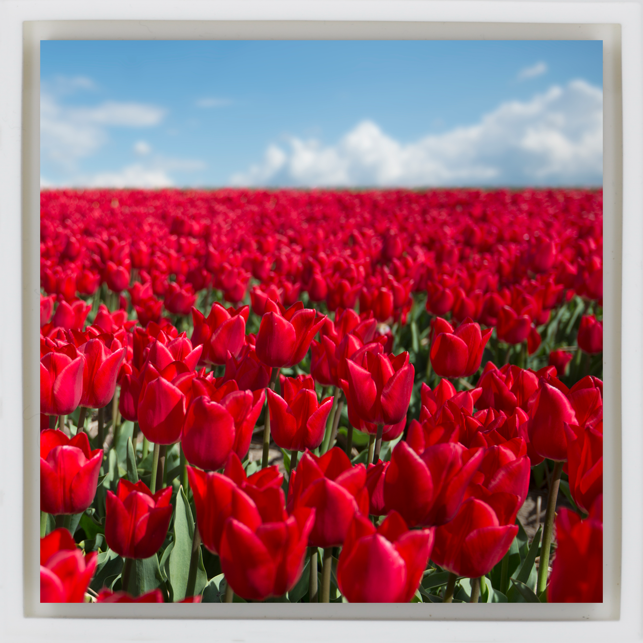 Infinite Red - Witte Wrapp