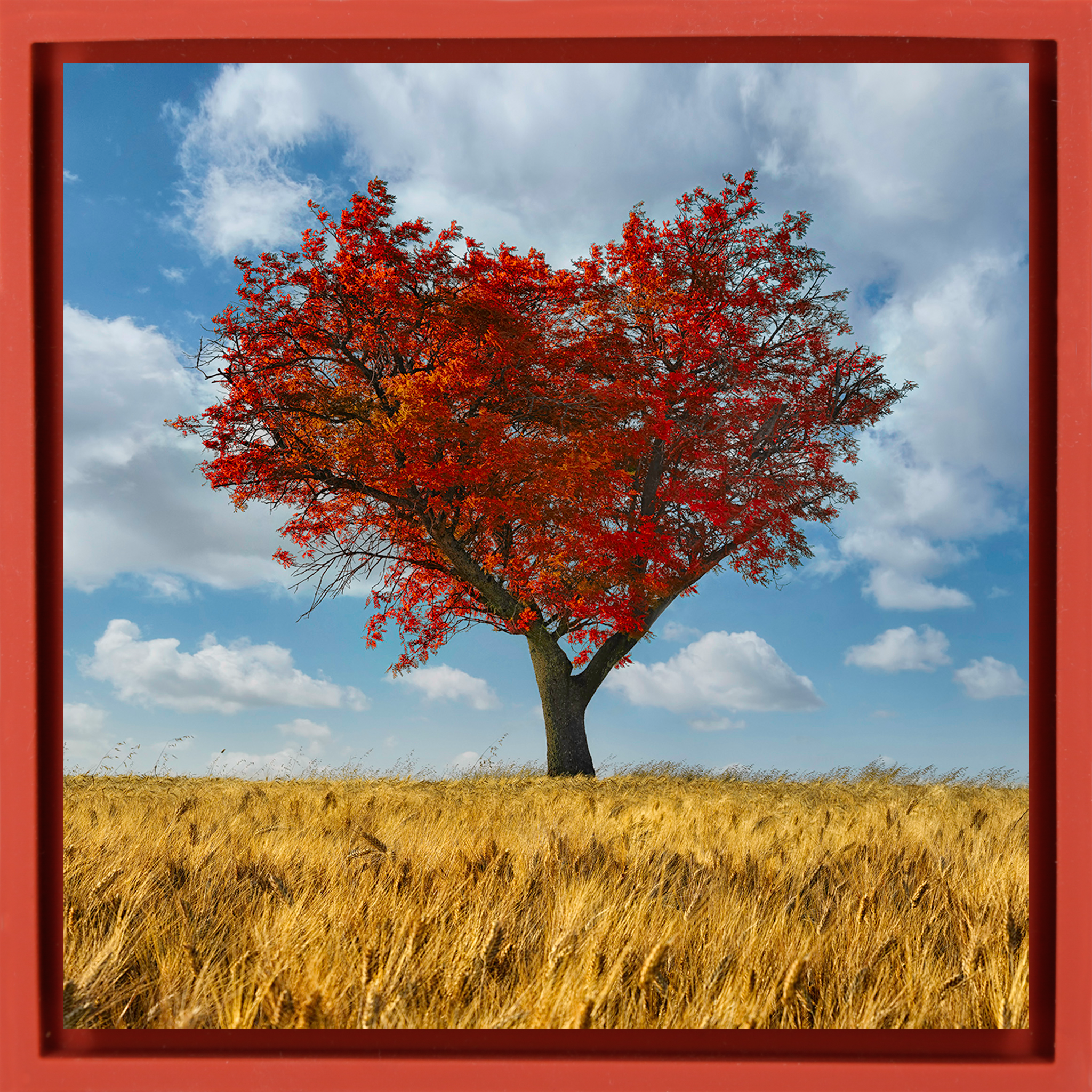 The Lonely Heart- Red Wrapp