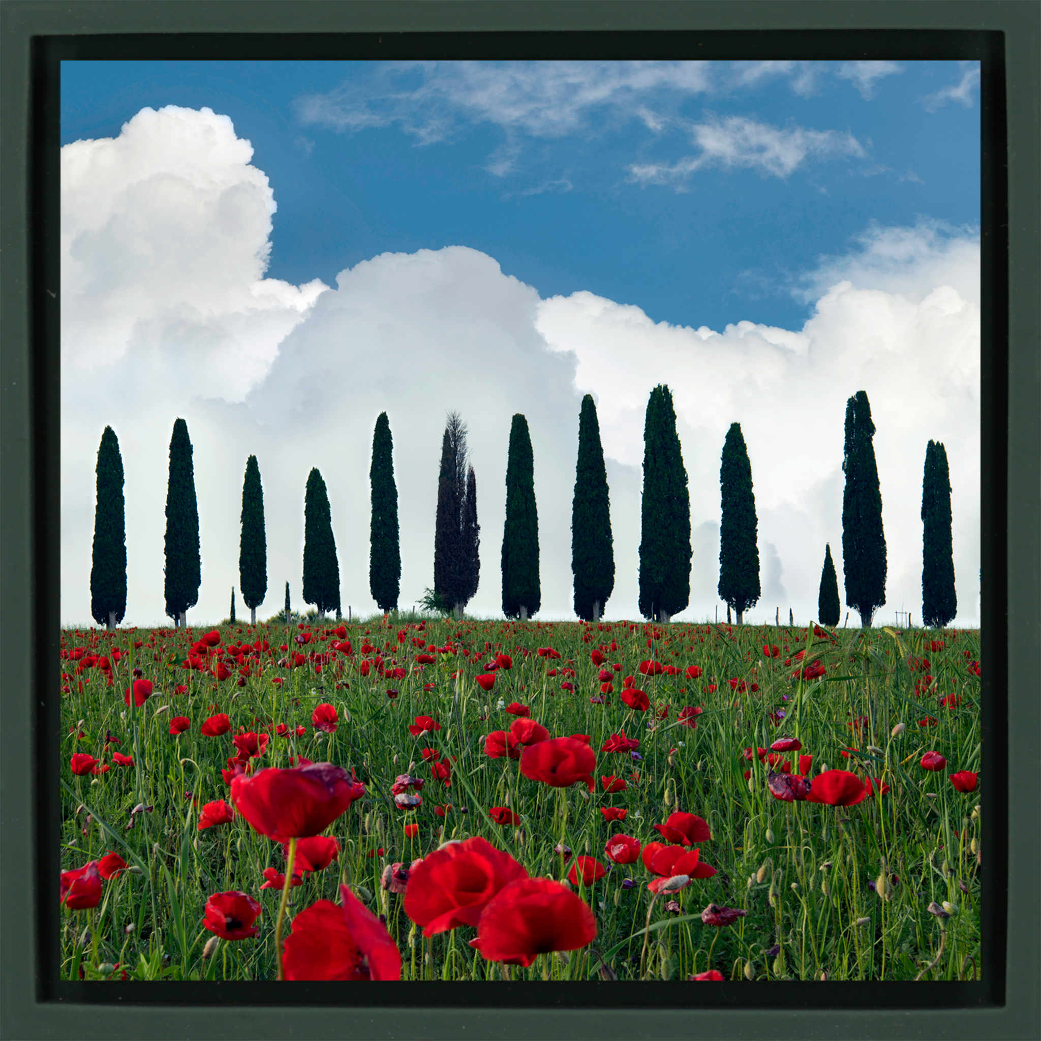 Tuscan Blooms - Donkergroene Wrapp
