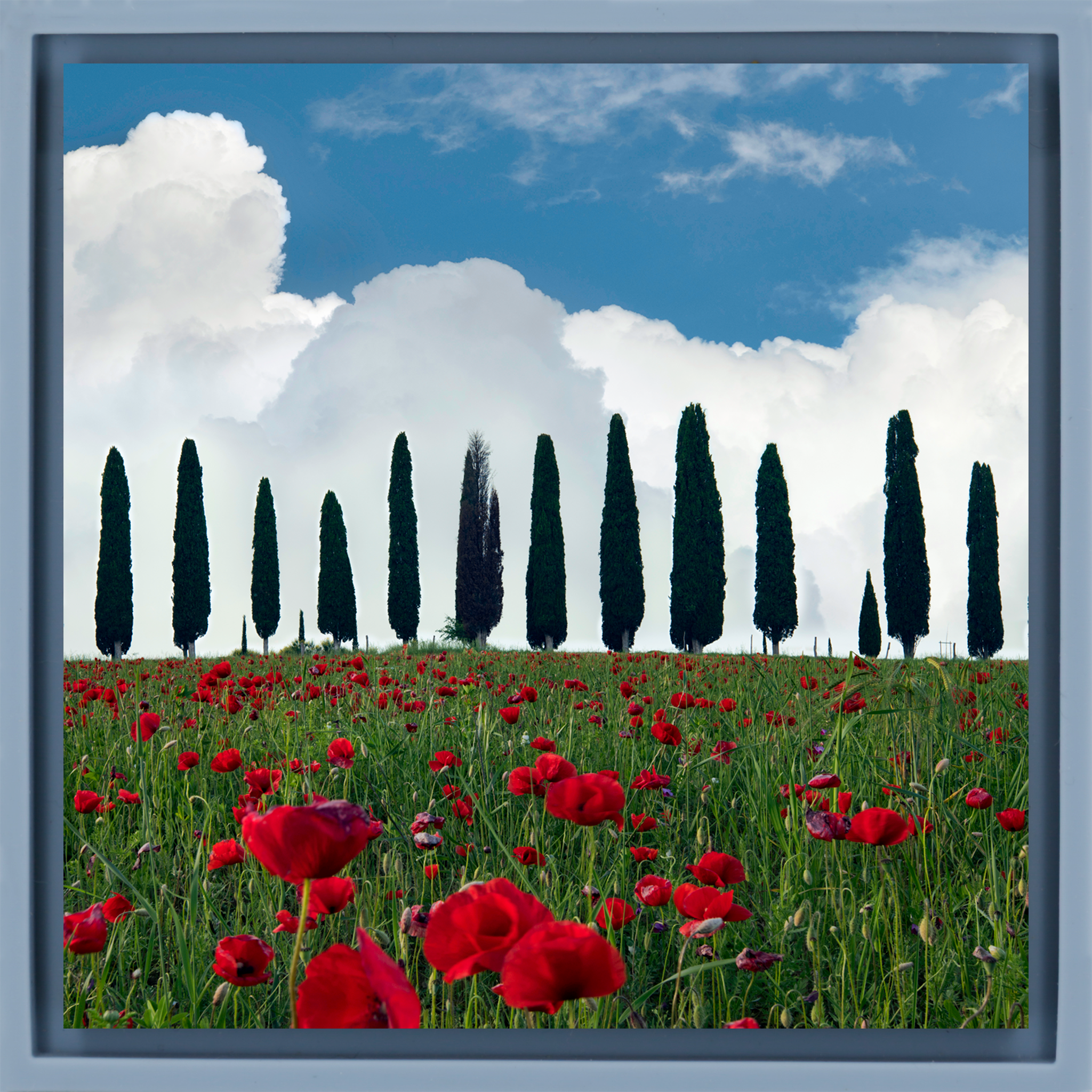 Tuscan Blooms - Lichtblauwe Wrapp
