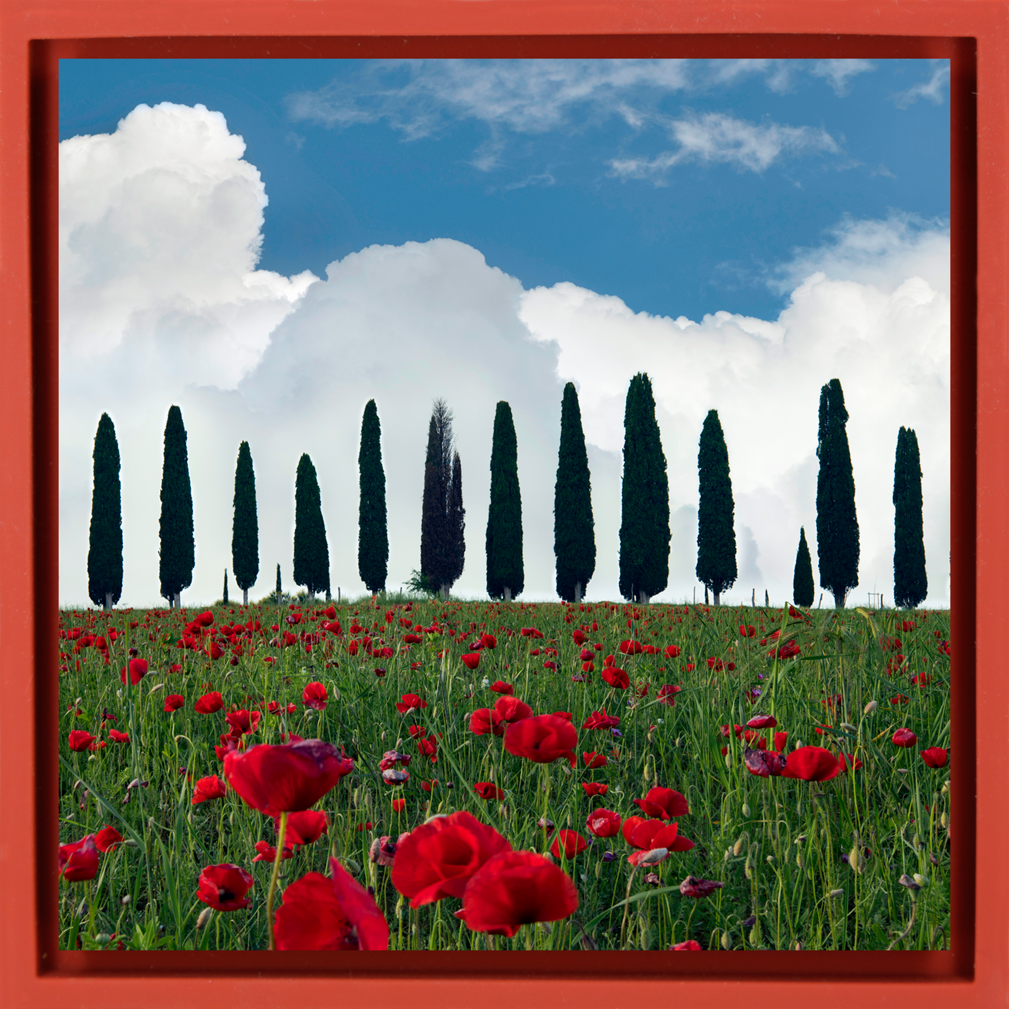 Tuscan Blooms - Rode Wrapp