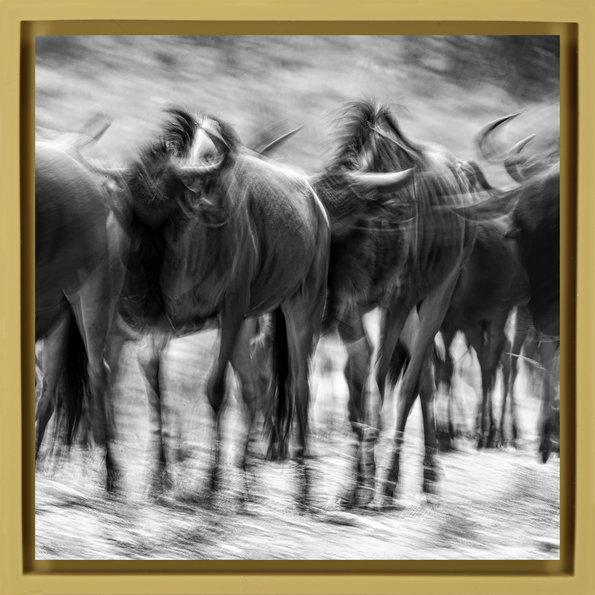 The Great Migration- Ochre Wrapp
