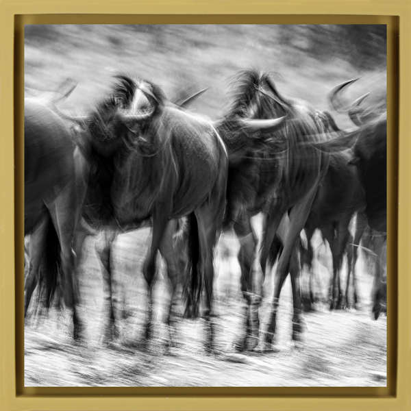 The Great Migration - Okergele Wrapp