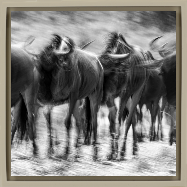 The Great Migration - Sand Wrapp