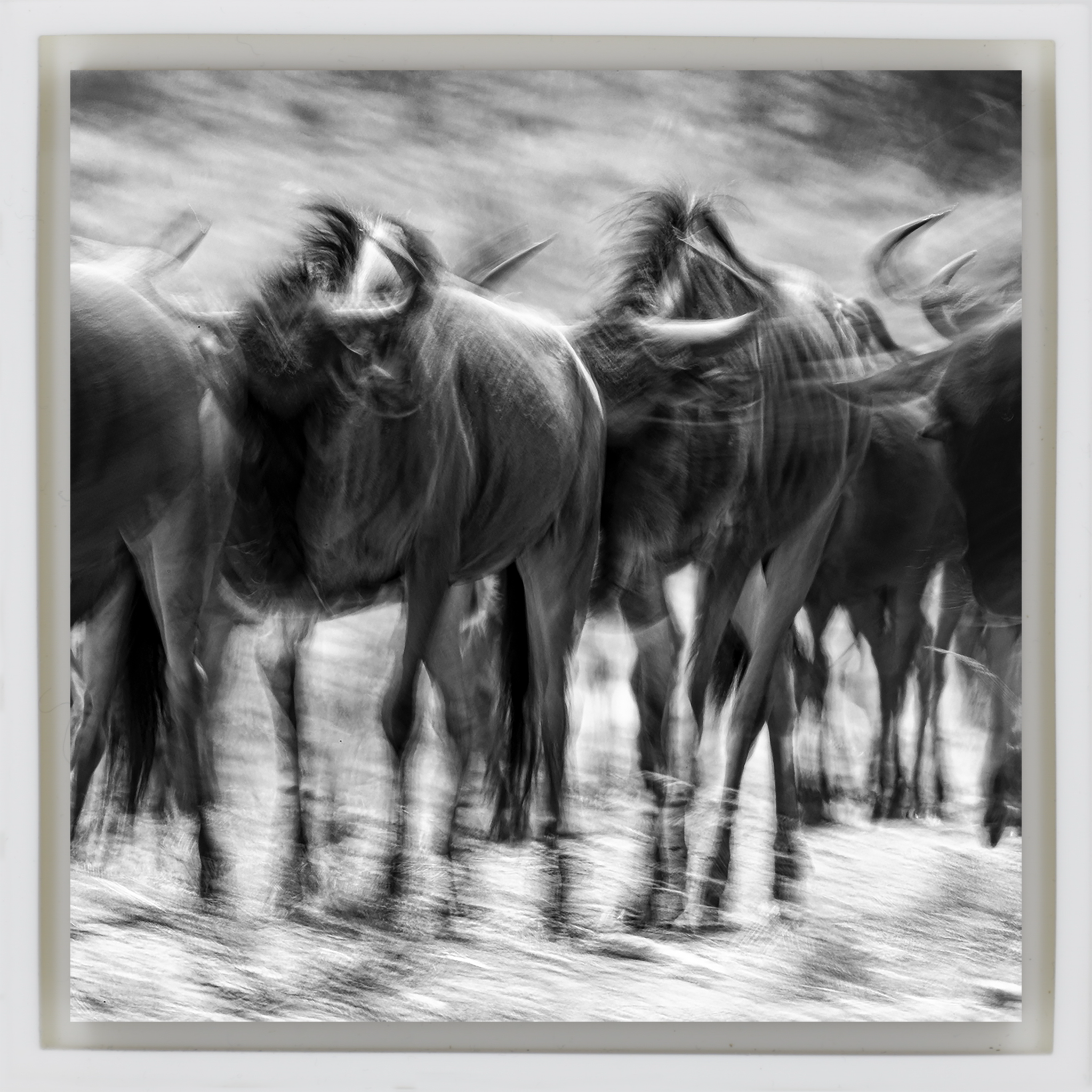 The Great Migration- White Wrapp