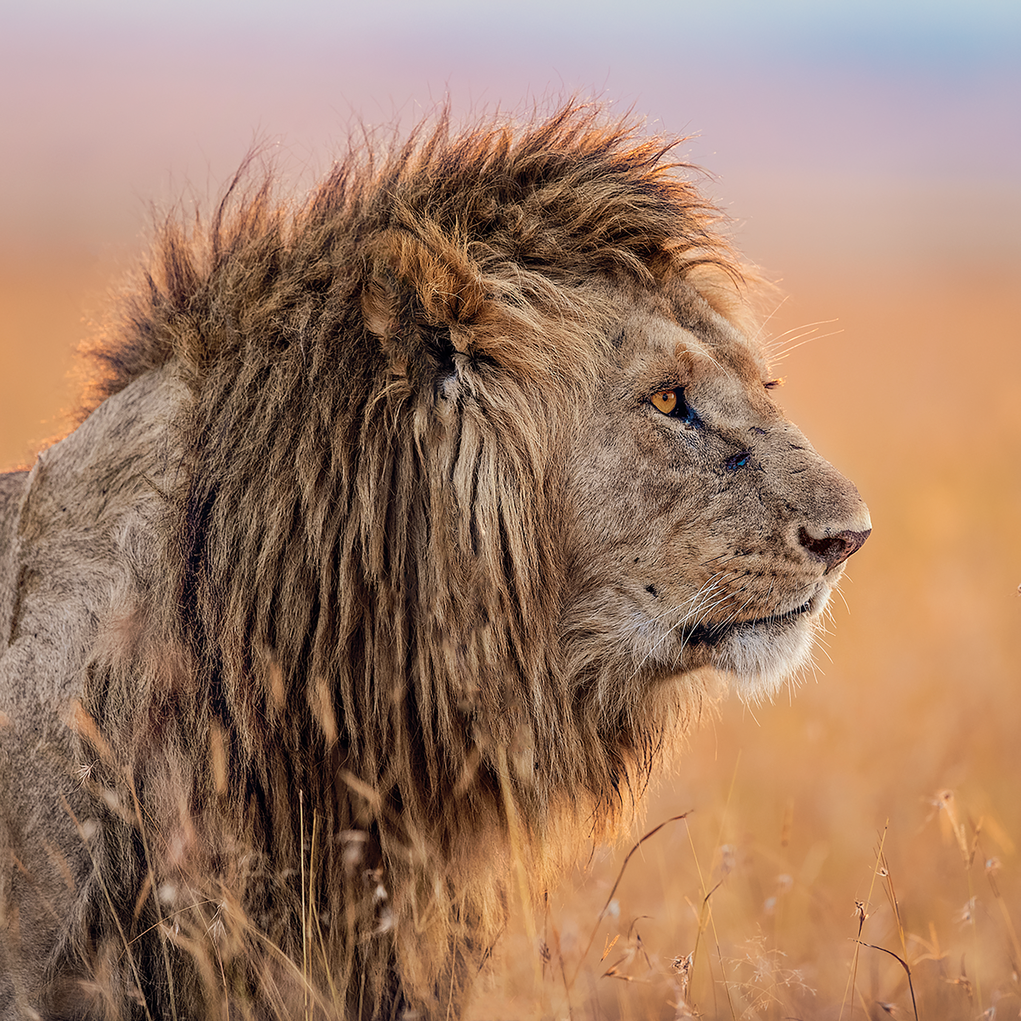 The Old King- Collection: Kenya