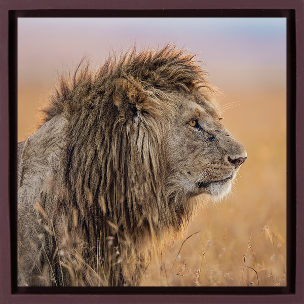The Old King - Paarse Wrapp